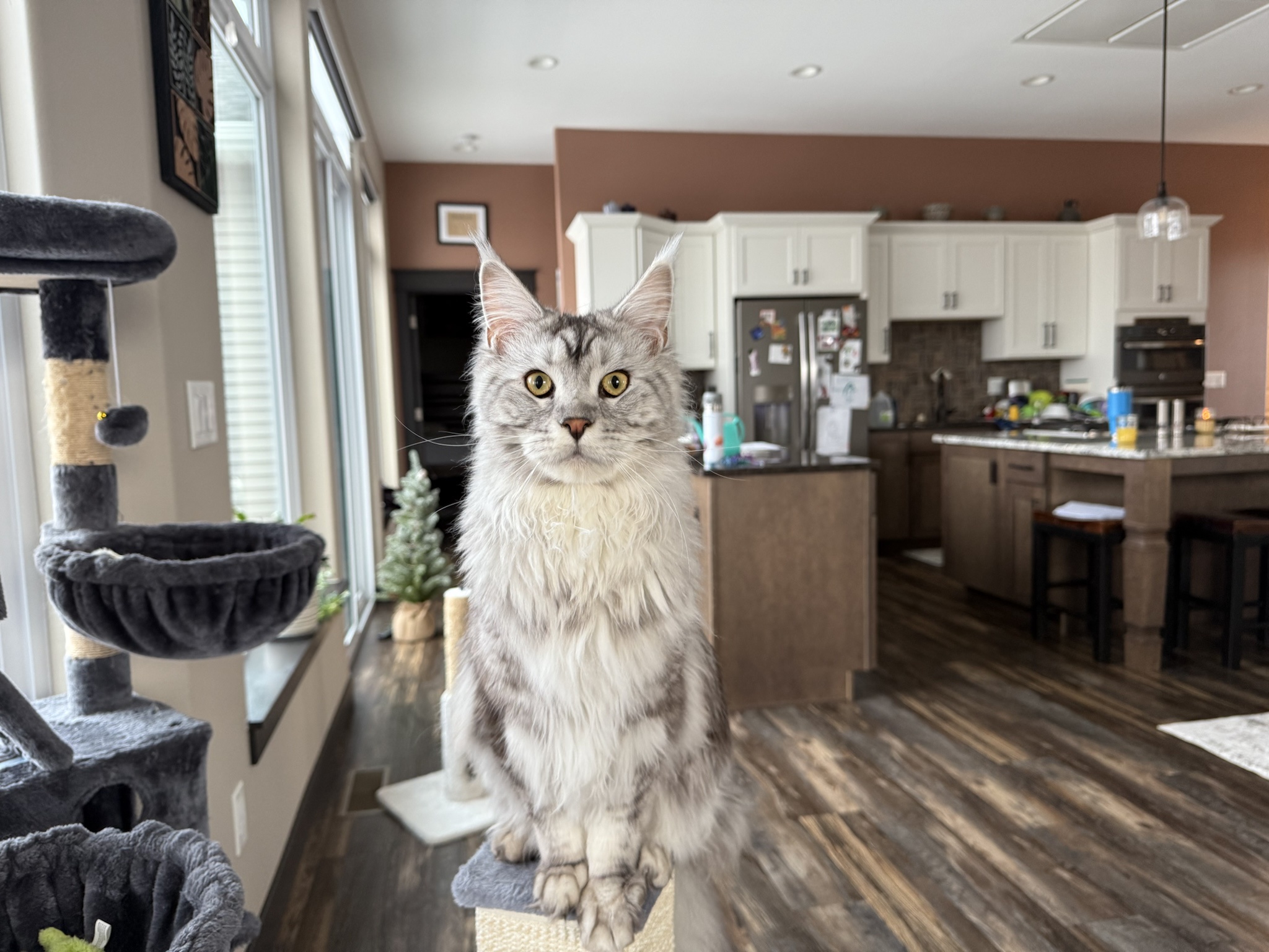 Kasper the Majestic Maine Coon: A Feline Marvel