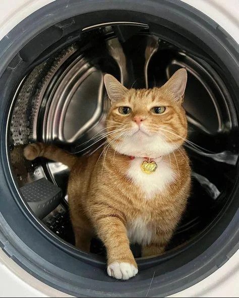 Freshly Laundered and Ready to Conquer the Laundry Realm!