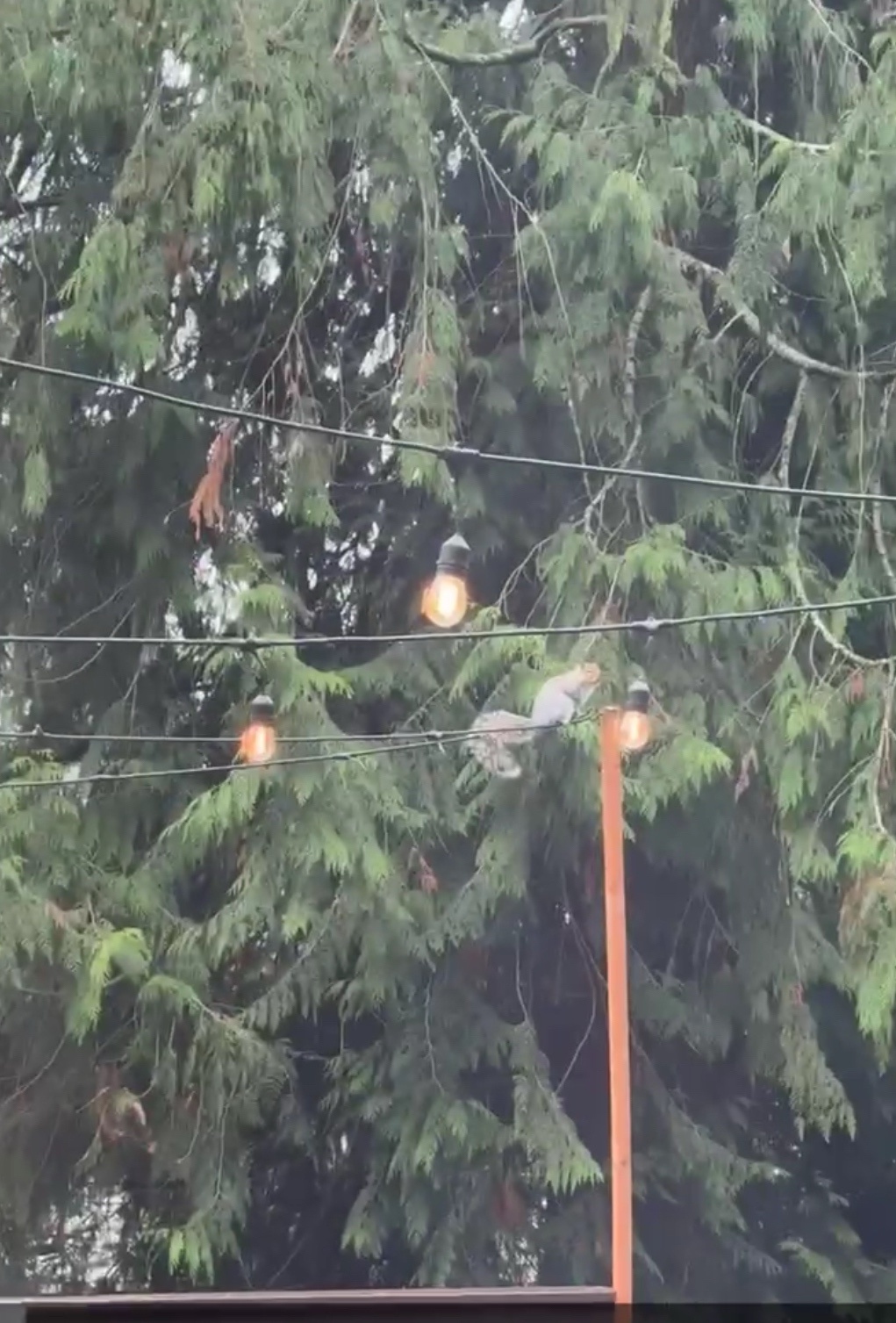 Squirrels Have a New Hobby: Chewing My String Lights