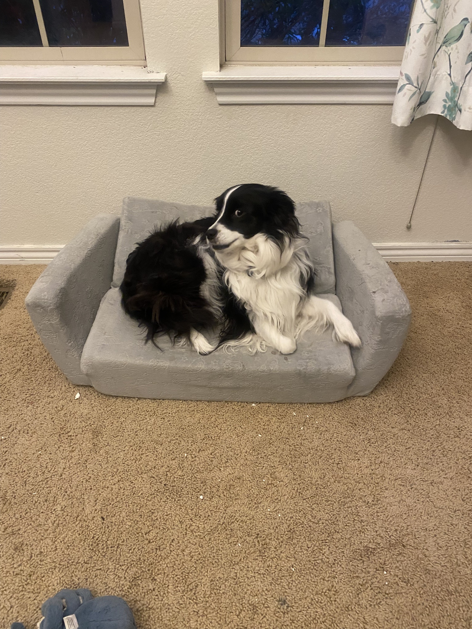 Ellie Relaxing on Her Adorable Tiny Couch