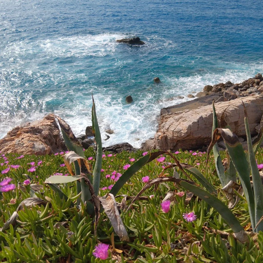 A Coastal Paradise bursting with vibrant wildflowers!
