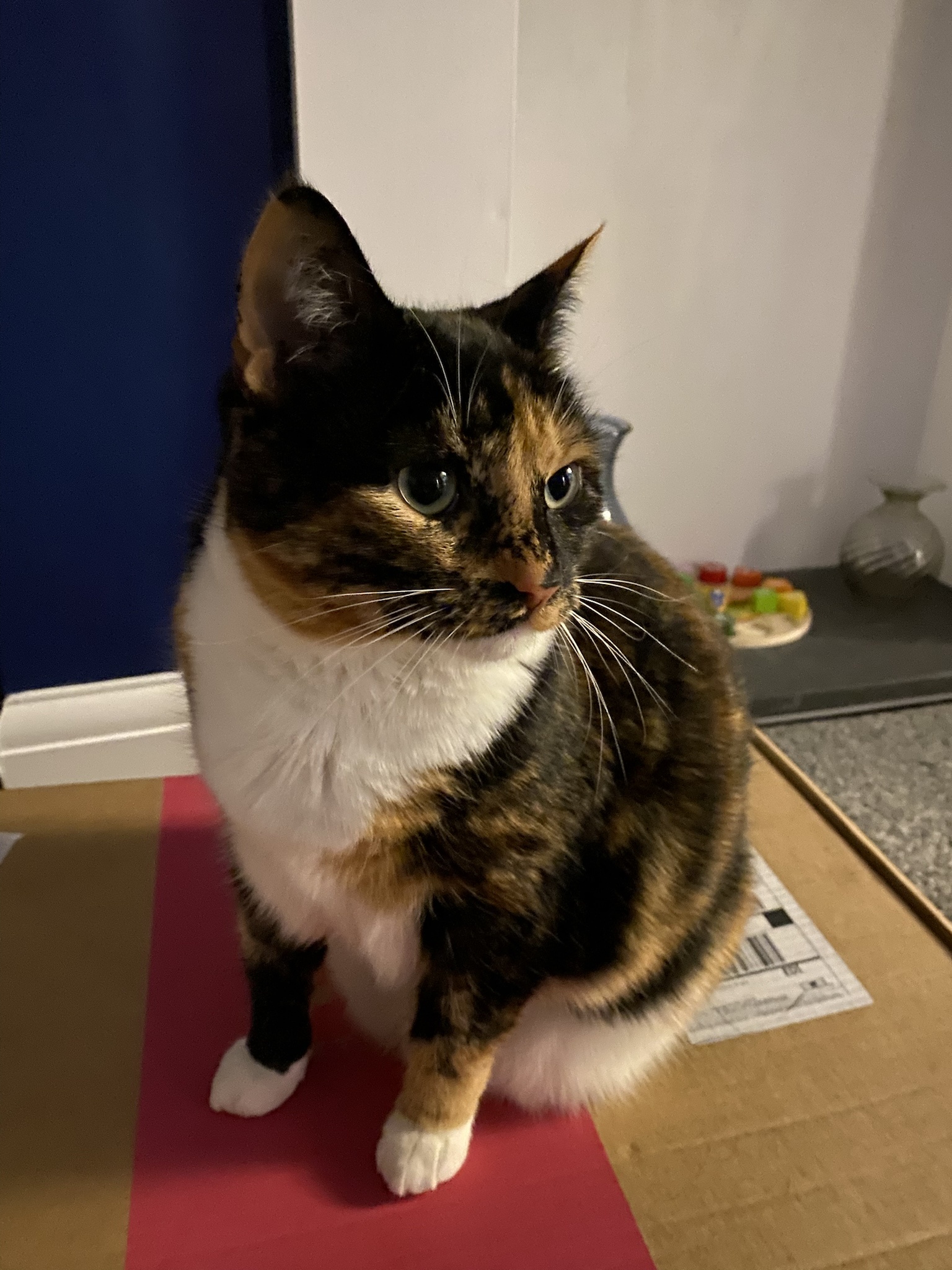 Crumble’s daily snapshot: a glimpse into his world