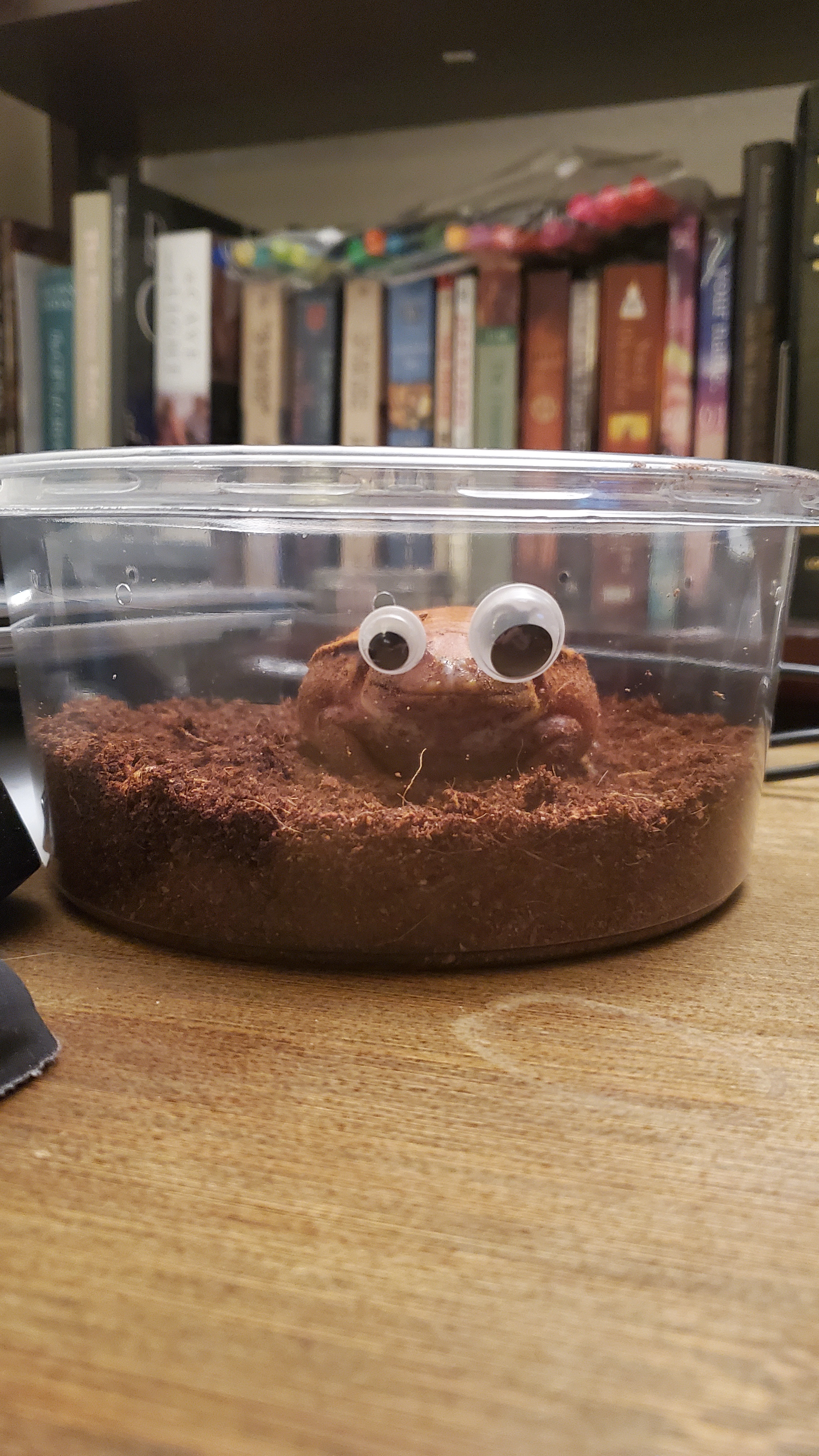 Adventures in Frog Babysitting