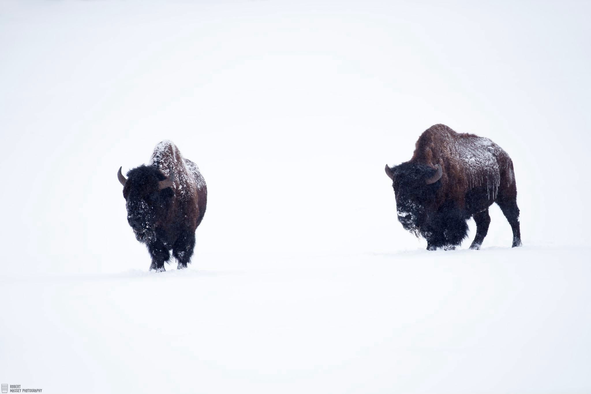 A Beautiful Snowy Bison in the Wild