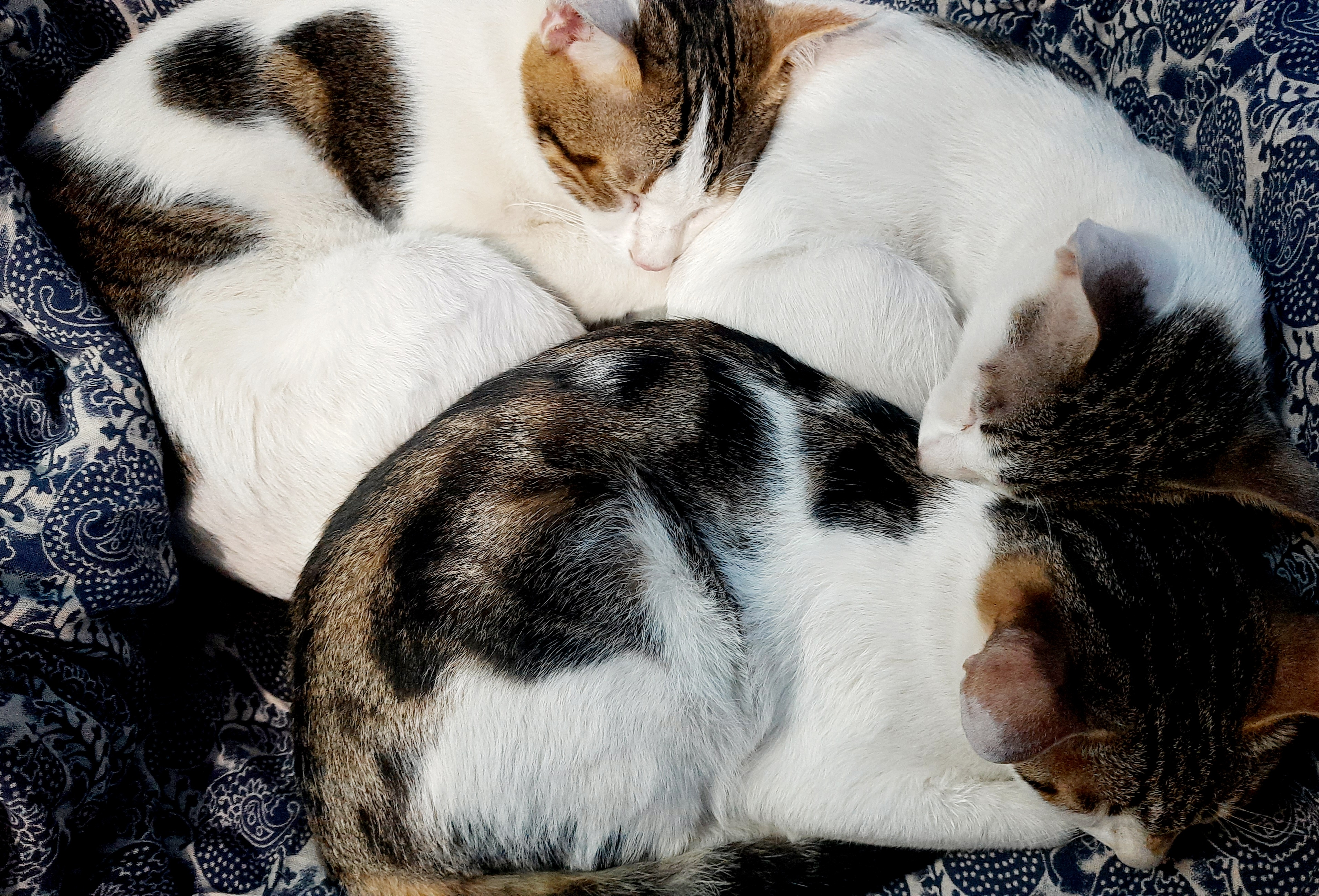 Cats: The Ultimate Feline Compilation