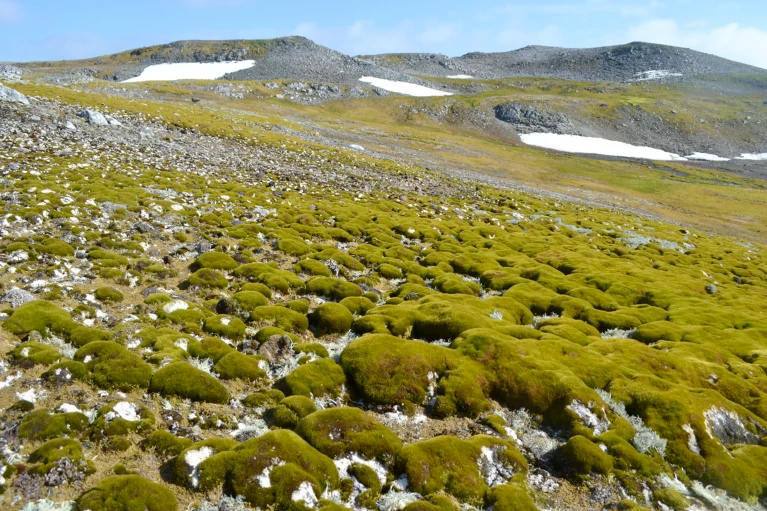 Surprising News: Antarctica is Turning Green!