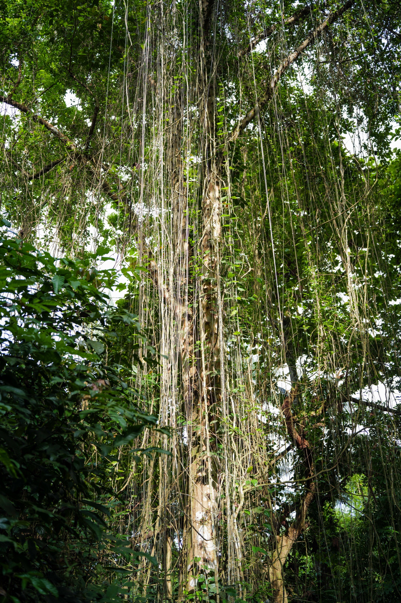 Exploring Thomson Nature Park