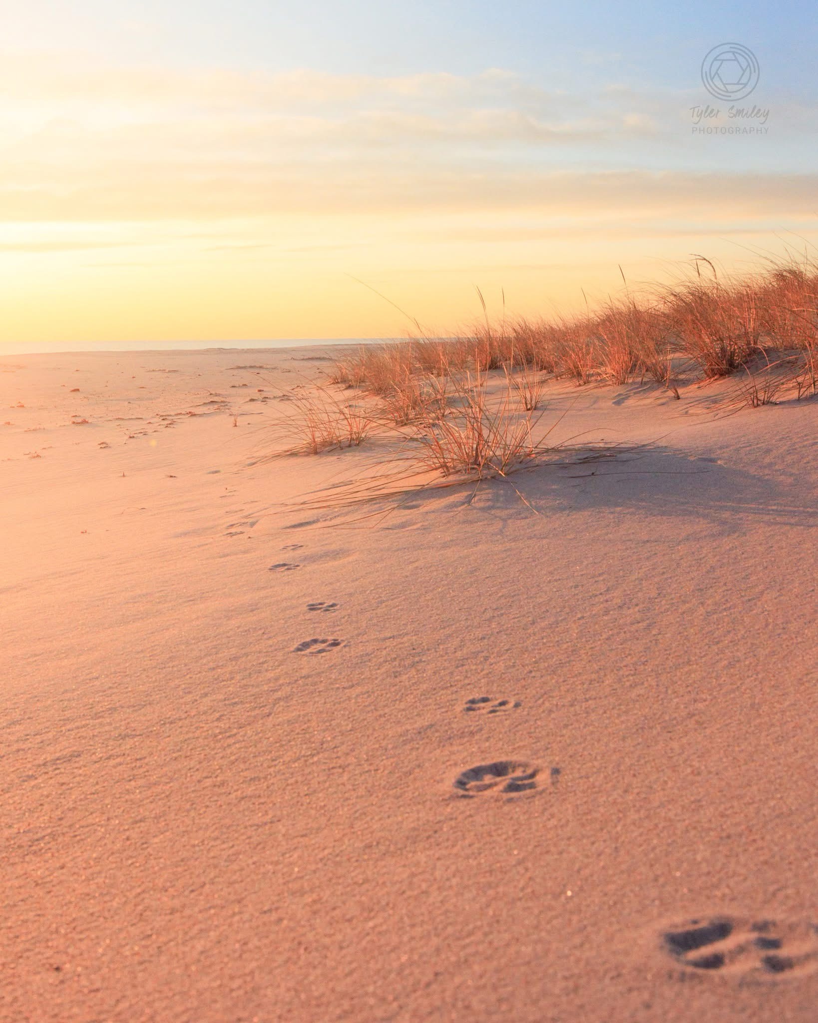 The Story Behind These Adorable Paw Prints