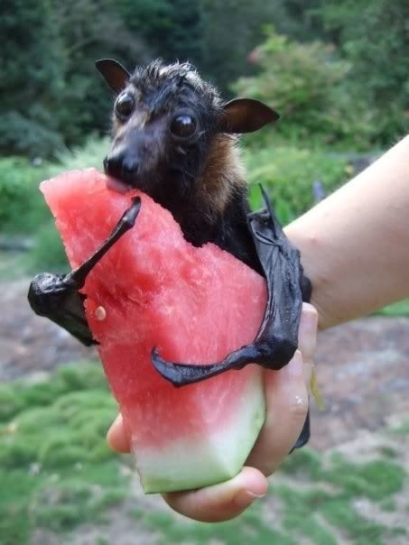 Who Can Resist the Sweetness of Watermelon?