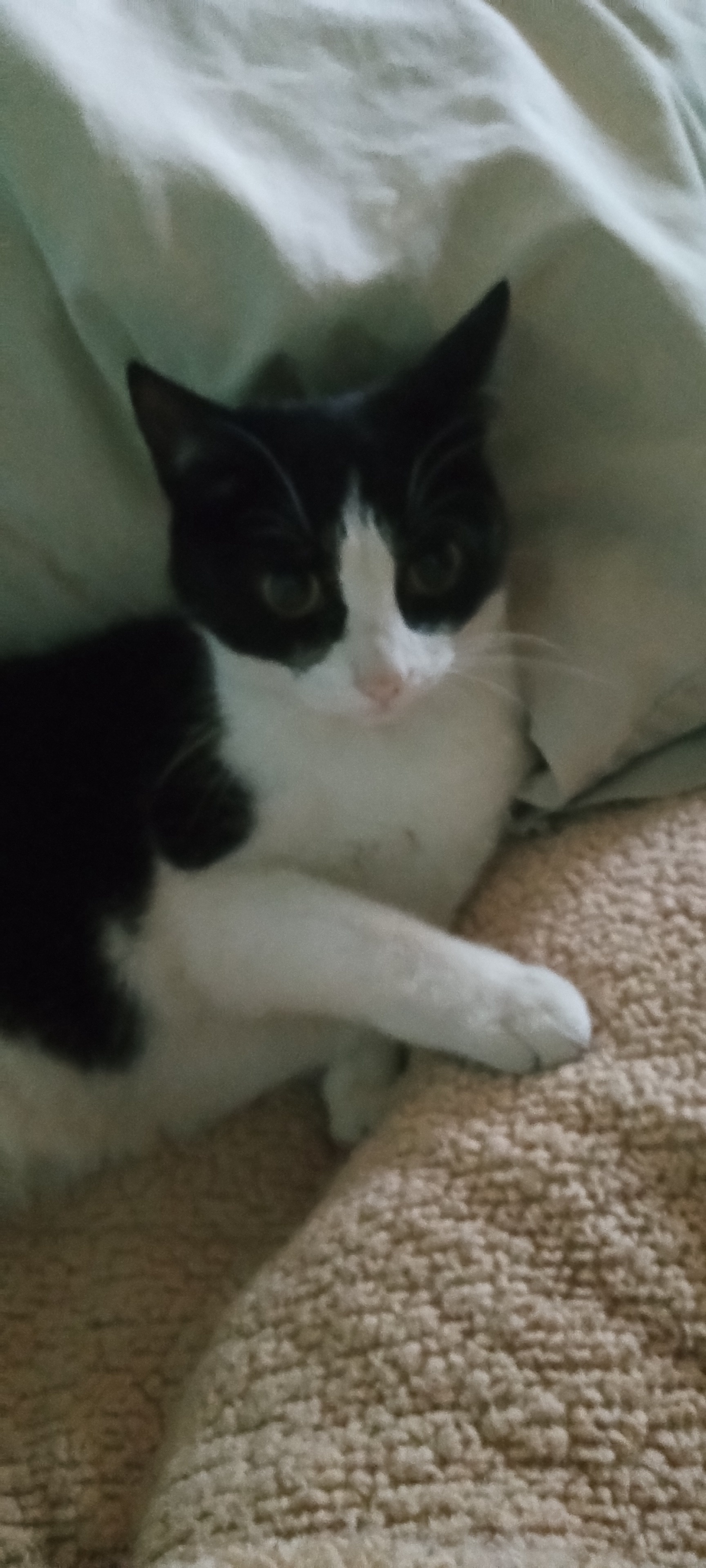 Introducing My Beloved Gato Panchito