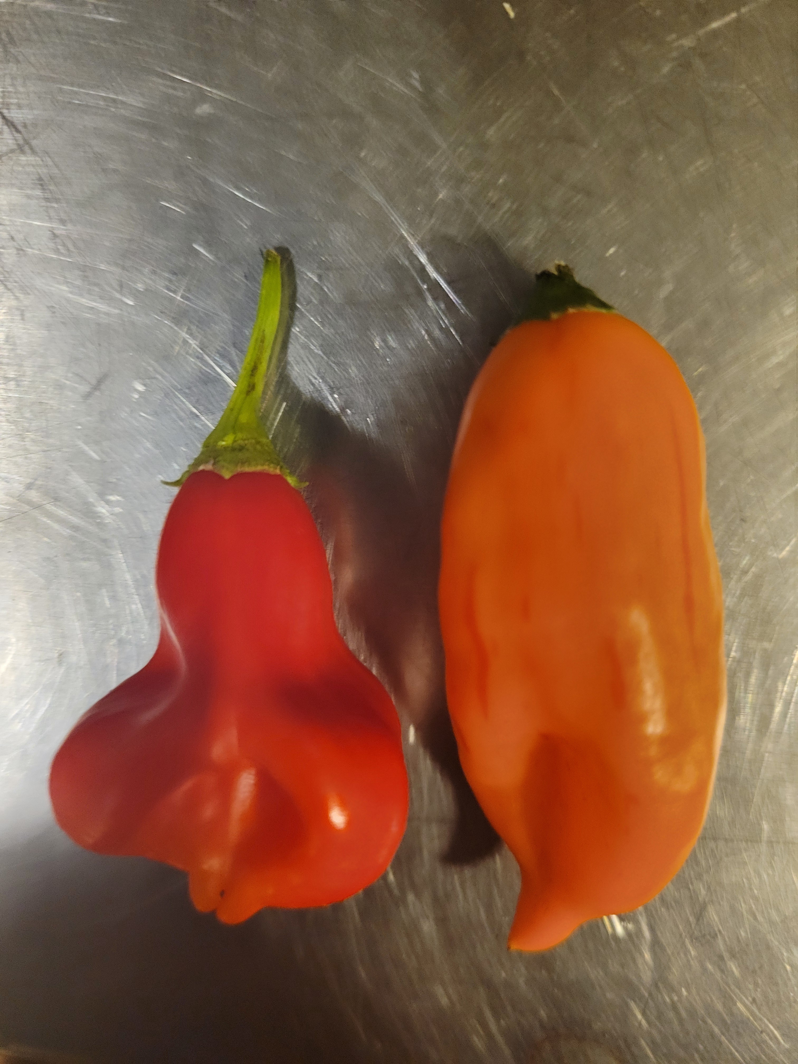 Zebrange: Nature's Unique Blend of Two Plants