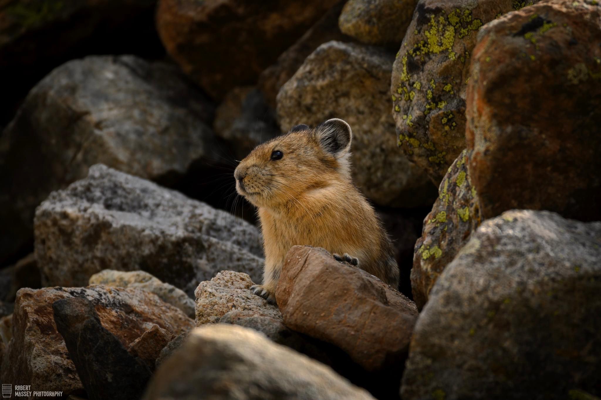 Just a Pika Moment
