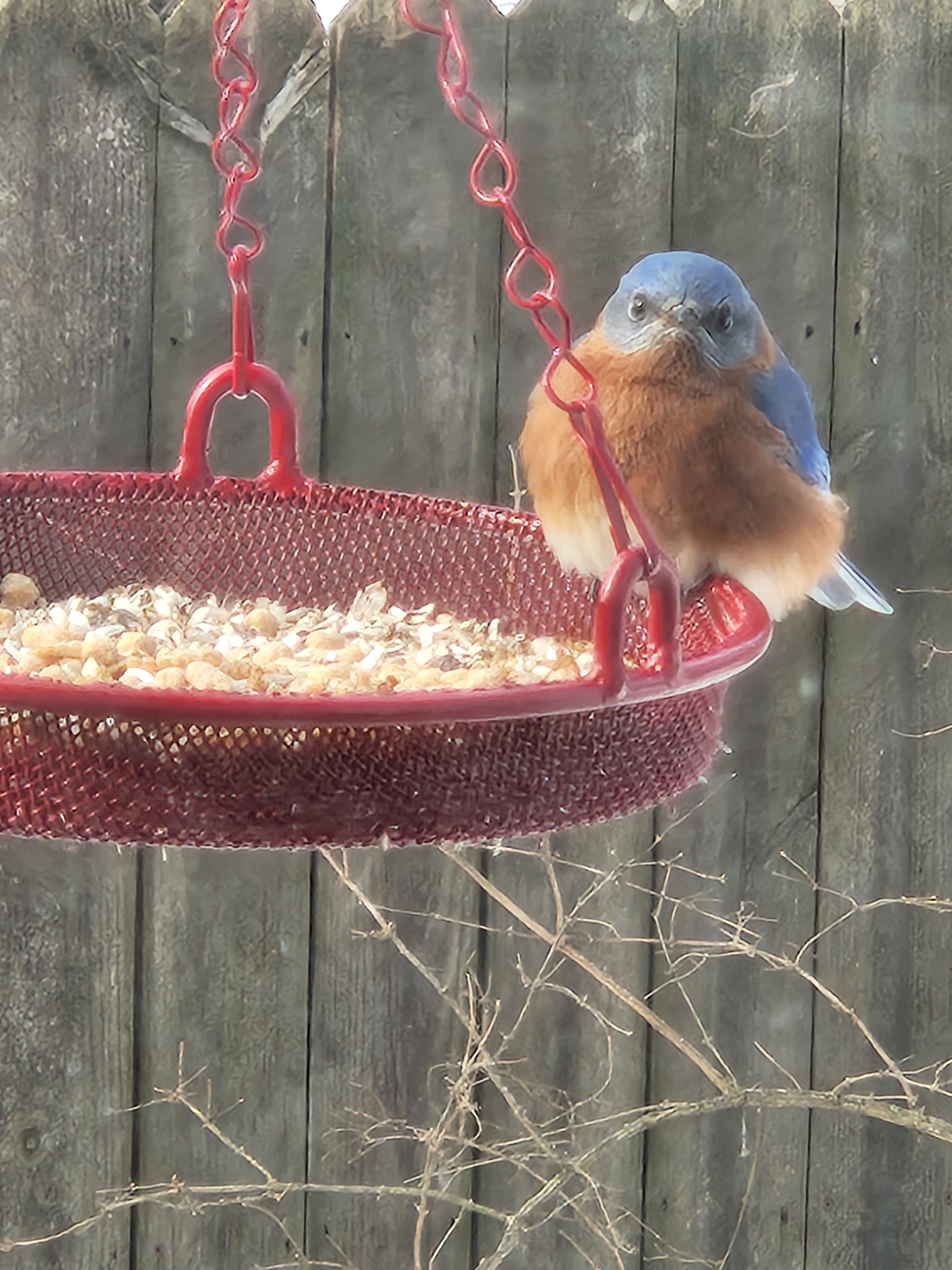 Bluebirds with Attitude: The Mean Mugging Squad