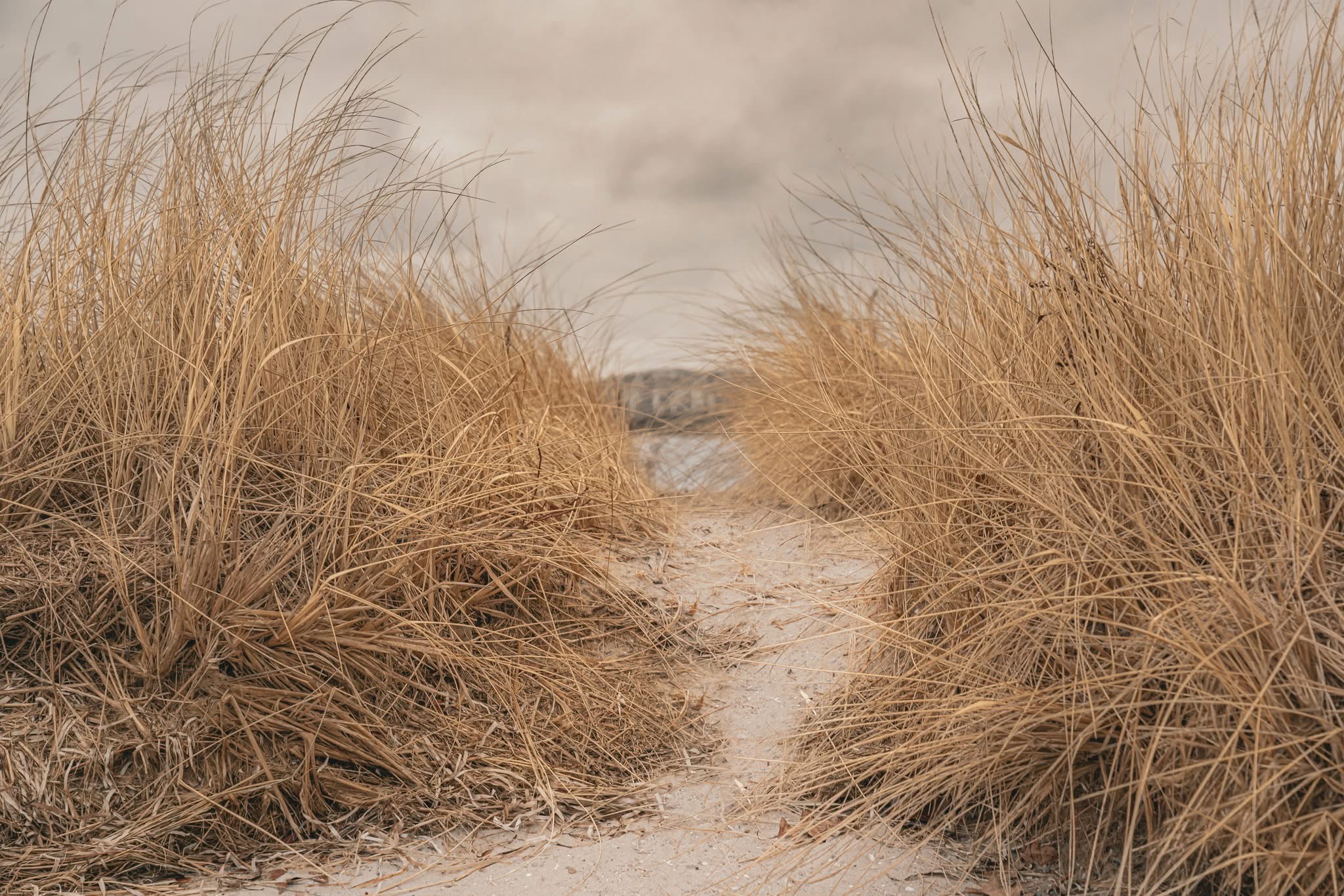 The Serenity of Beach Grass