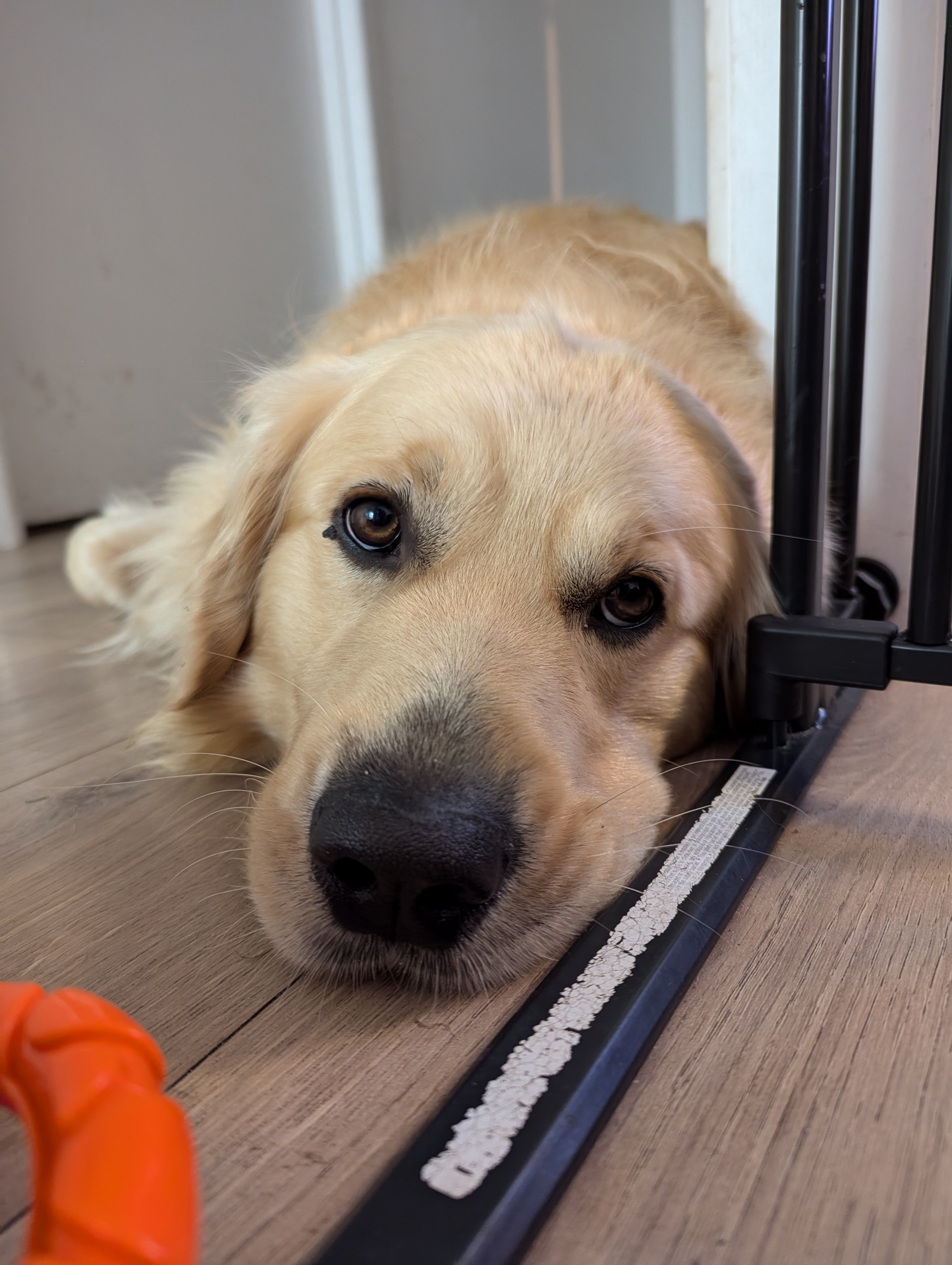 The Adorable Face of a Sleepy Puppy