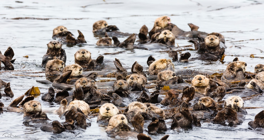 Celebrate Sea Otter Awareness Week with Fun Facts and Cute Photos