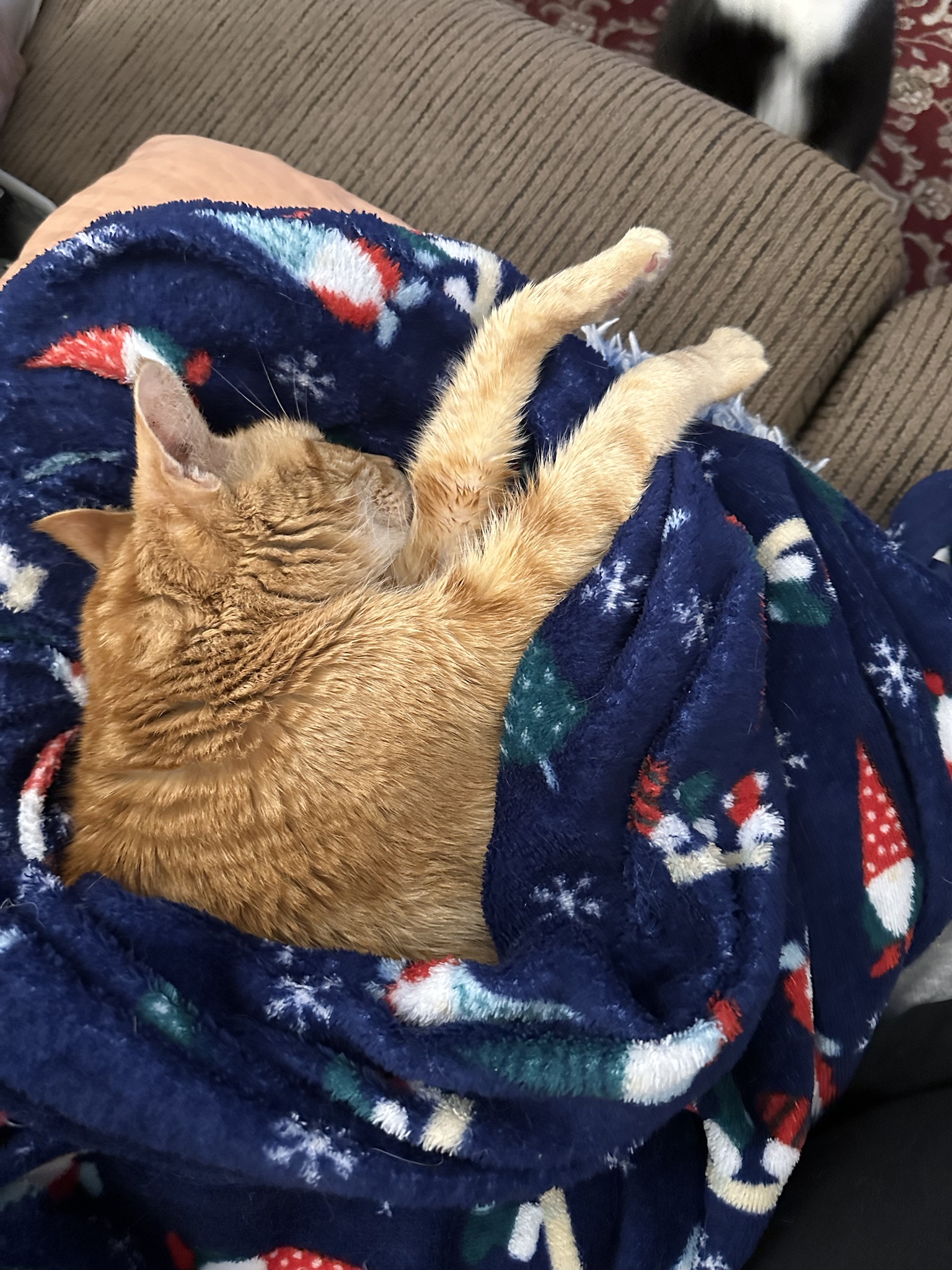 Sleepy Jack All Snuggled Up and Ready for Dreamland