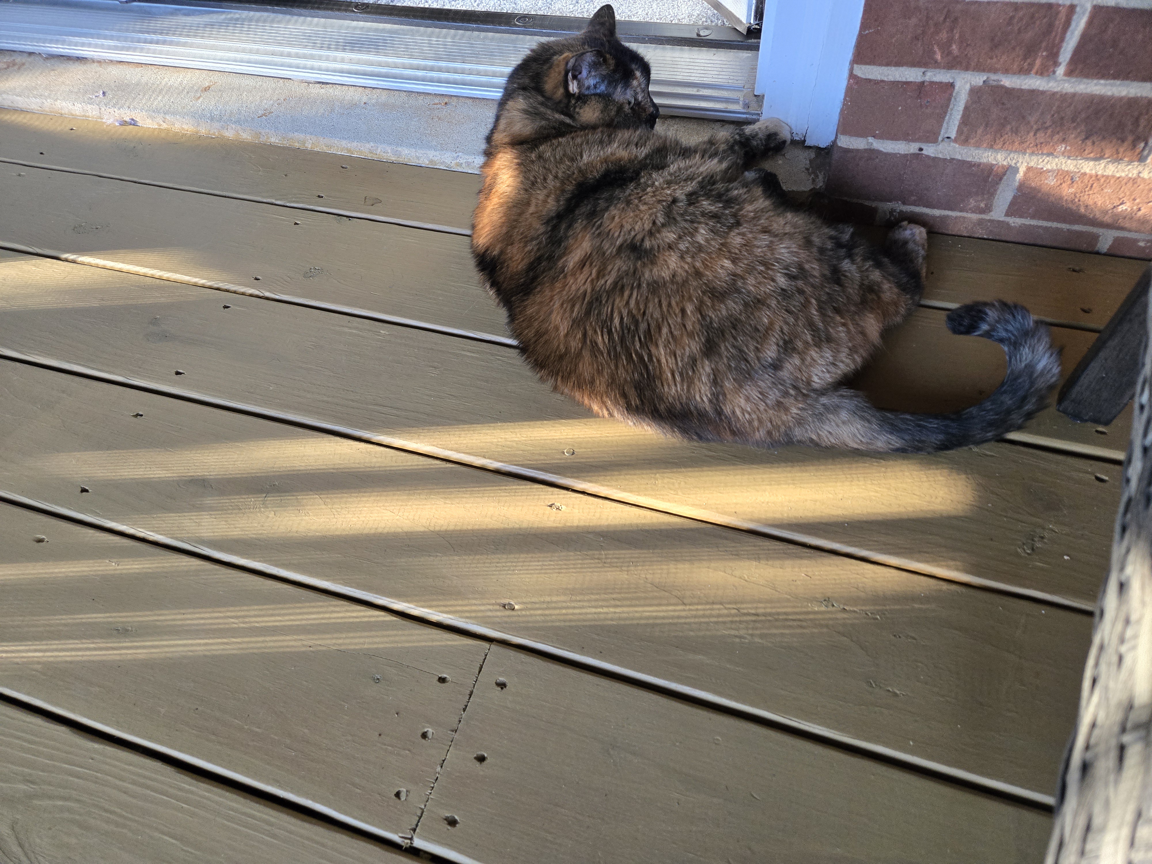 Kitties Enjoying Their Day Out in the Great Outdoors