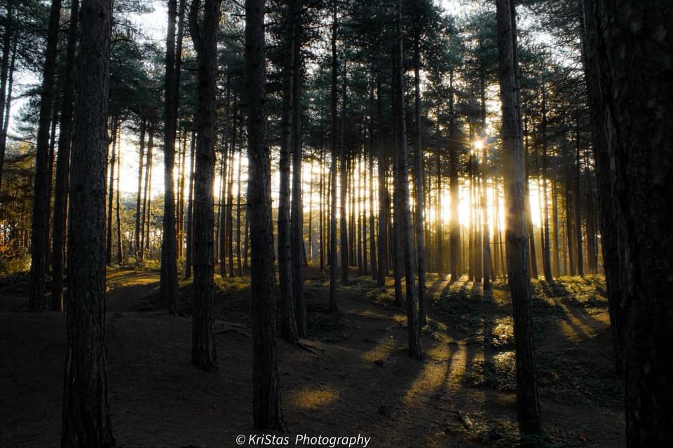 Peeking through the trees reveals hidden wonders.