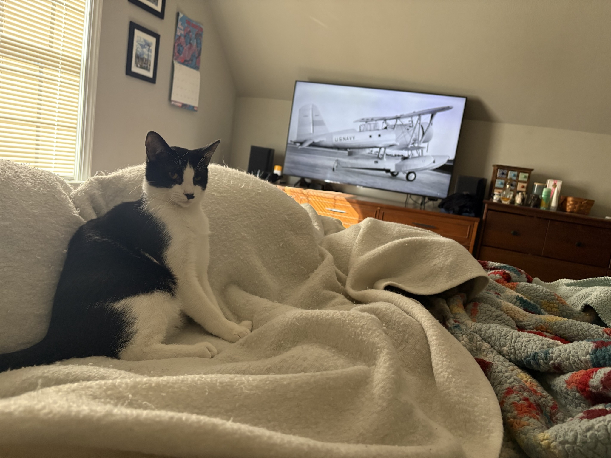 My 9-year-old cat is in hiding from the new kitten