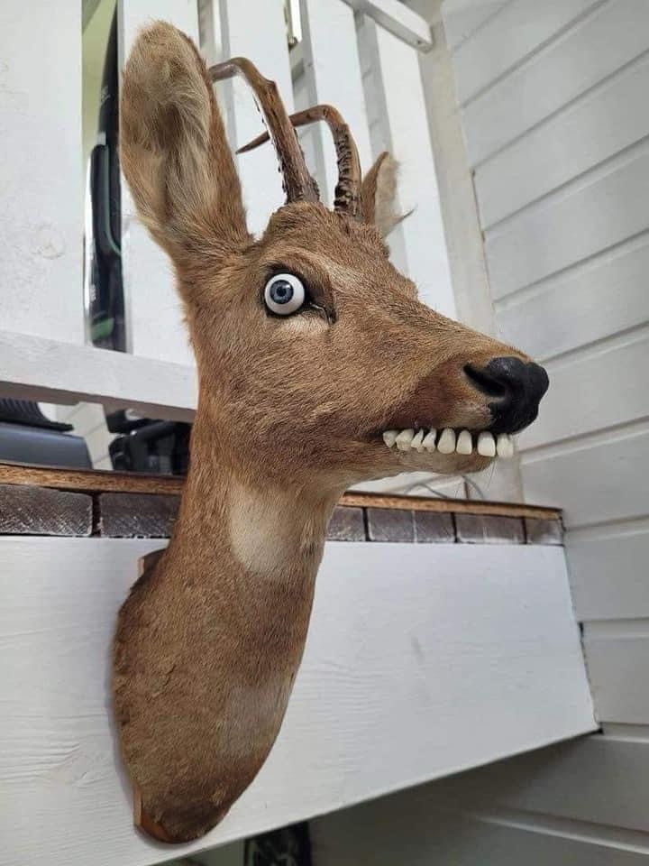 A Taxidermist's First Attempt: Fingers Crossed for Client Satisfaction!