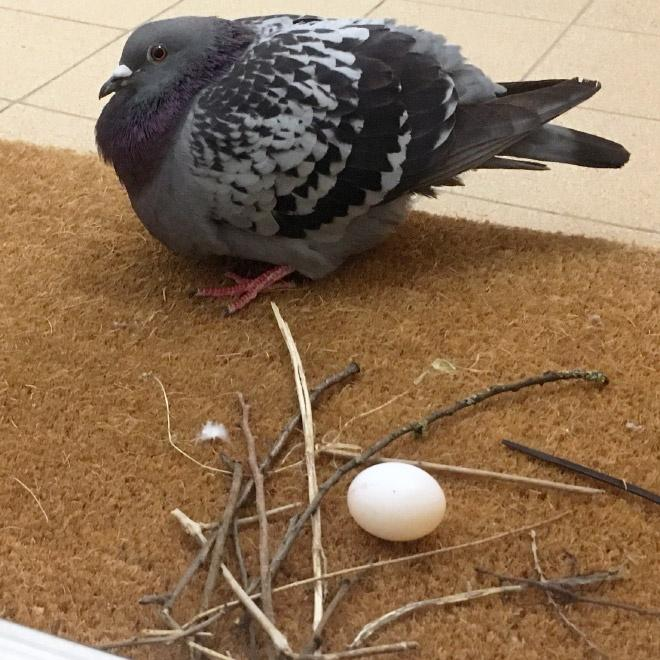 The Charming Pigeon: Nature's Feathered Friend