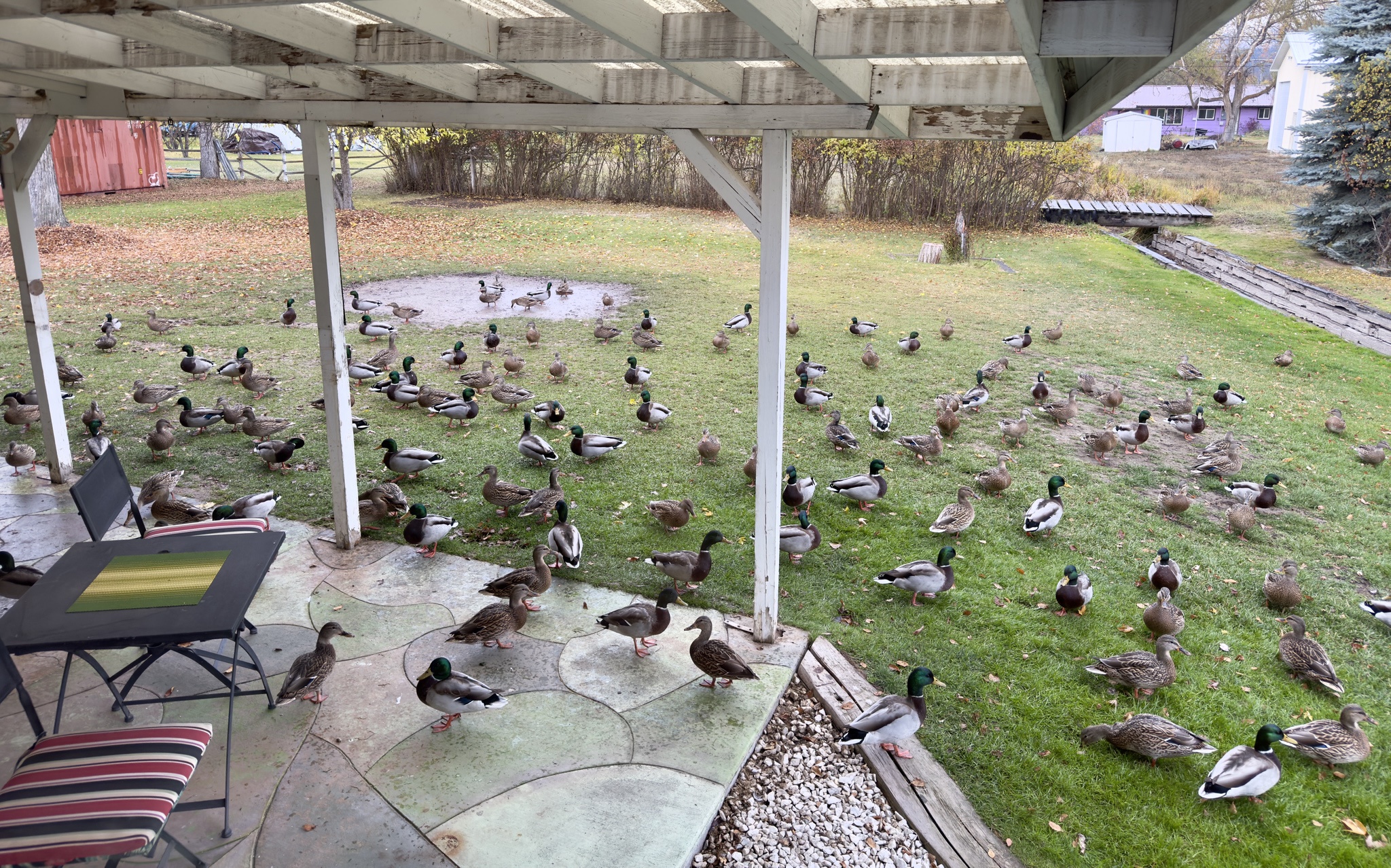 The Energetic Crowd at Duck Med