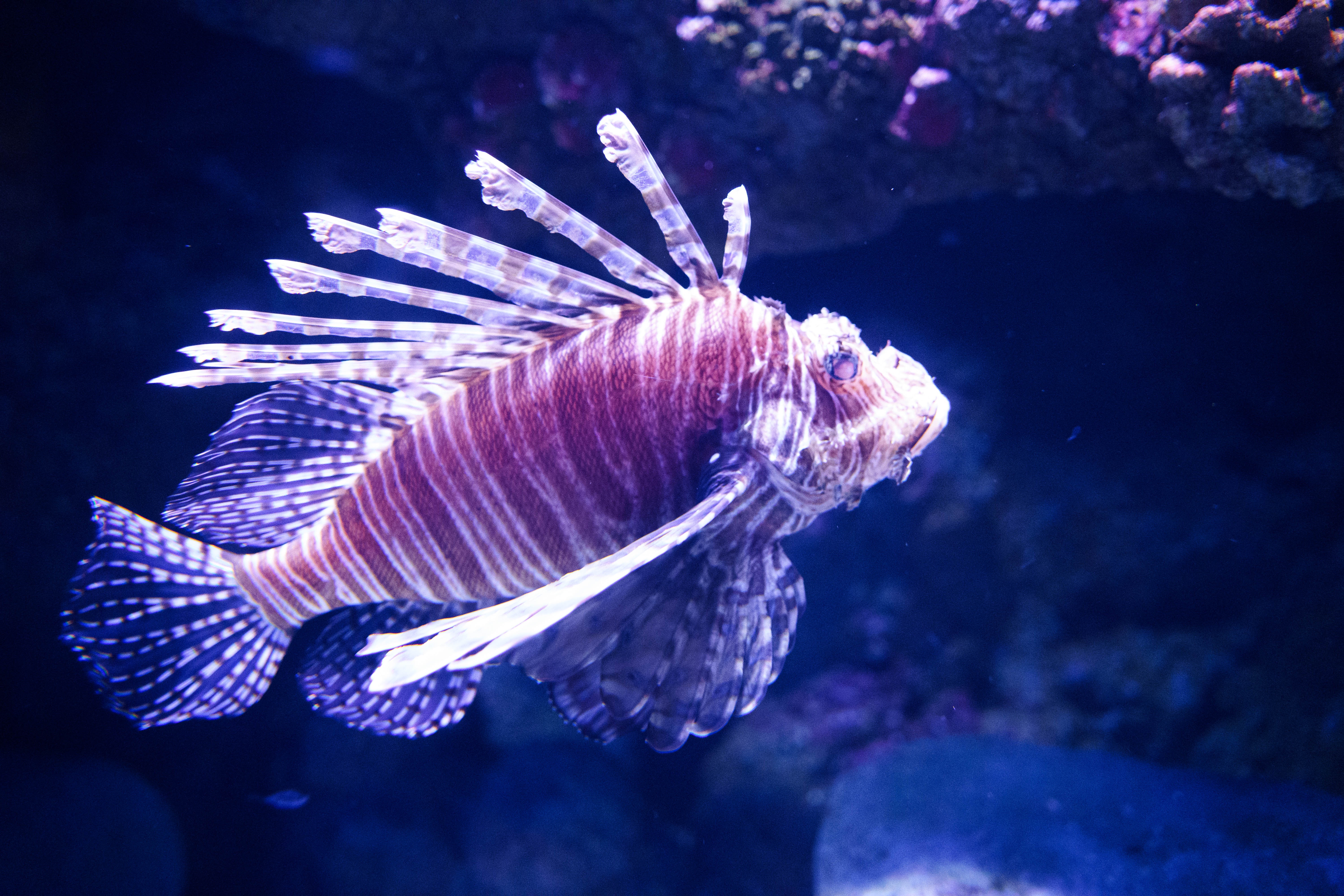 A Stunning Red Lionfish Spotted in Queensland, Australia