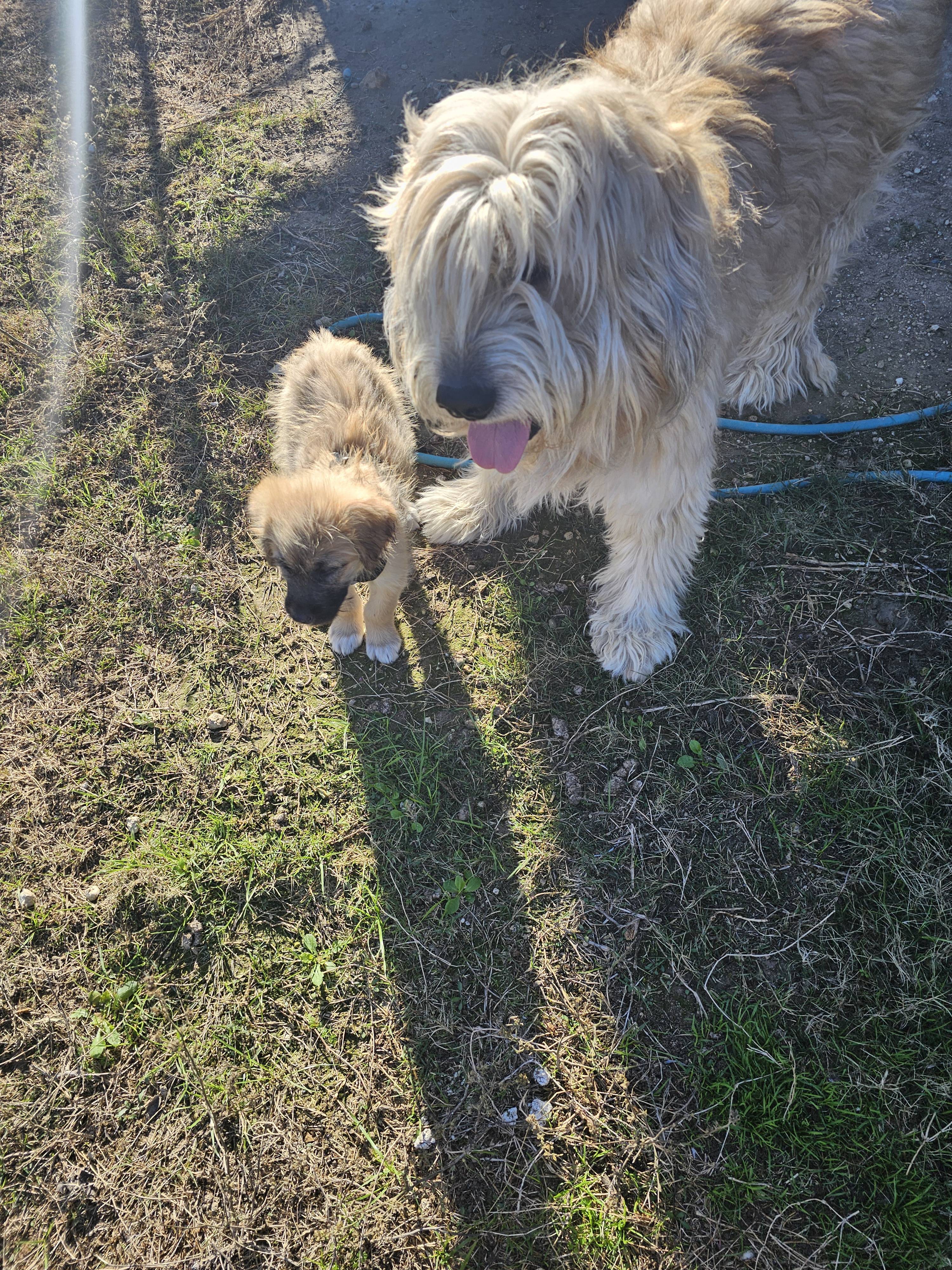 Meet Chunky and his cousin: A duo you won't forget!
