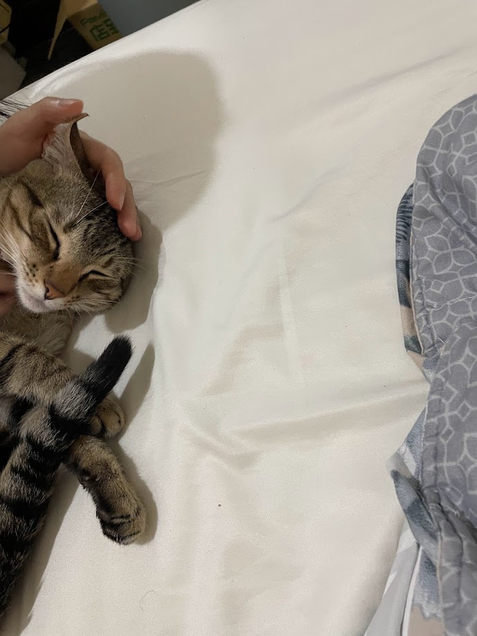 Adorable Feline Antics