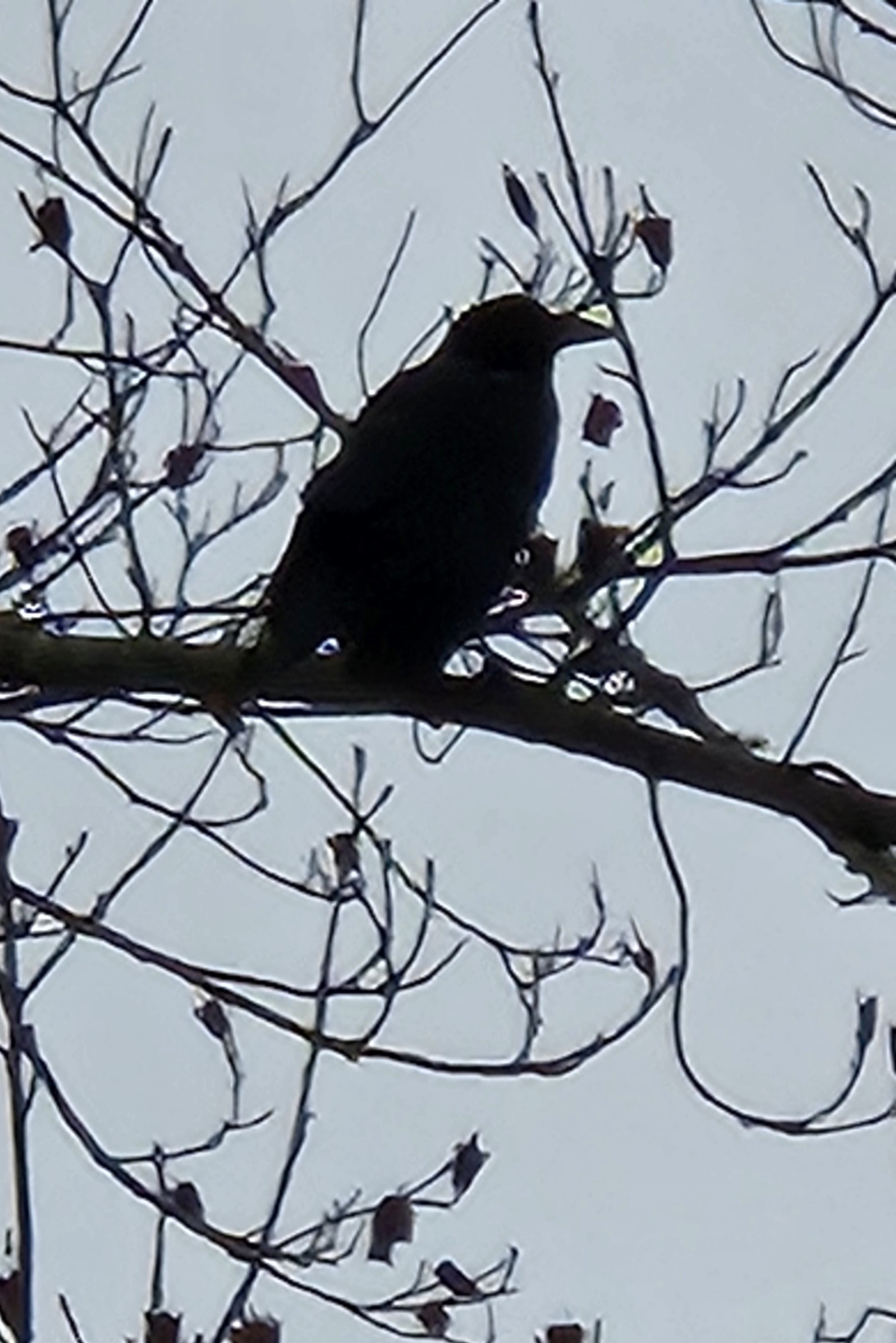 Captivating Image of a Crow