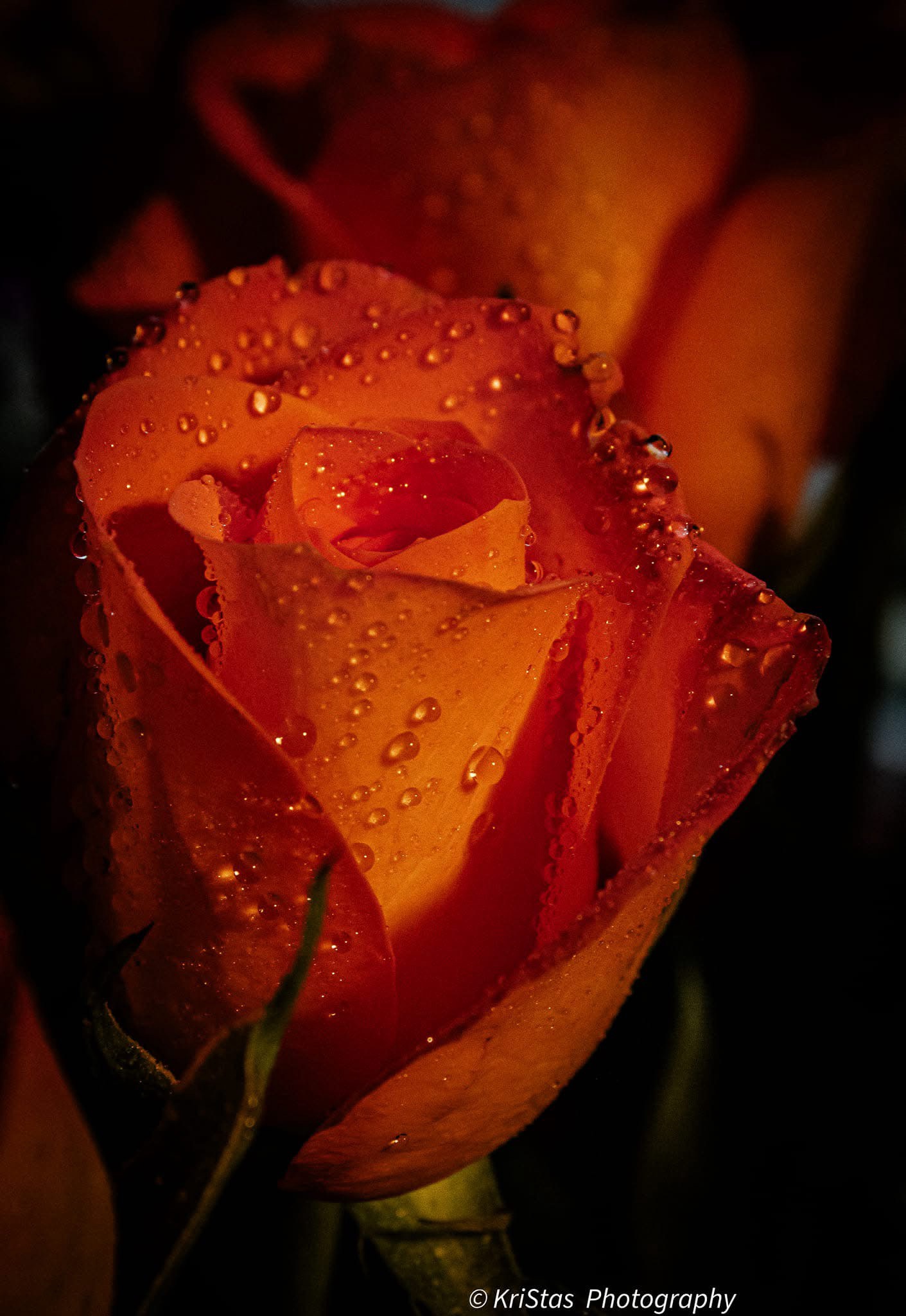 The Color Orange: A Bold Statement