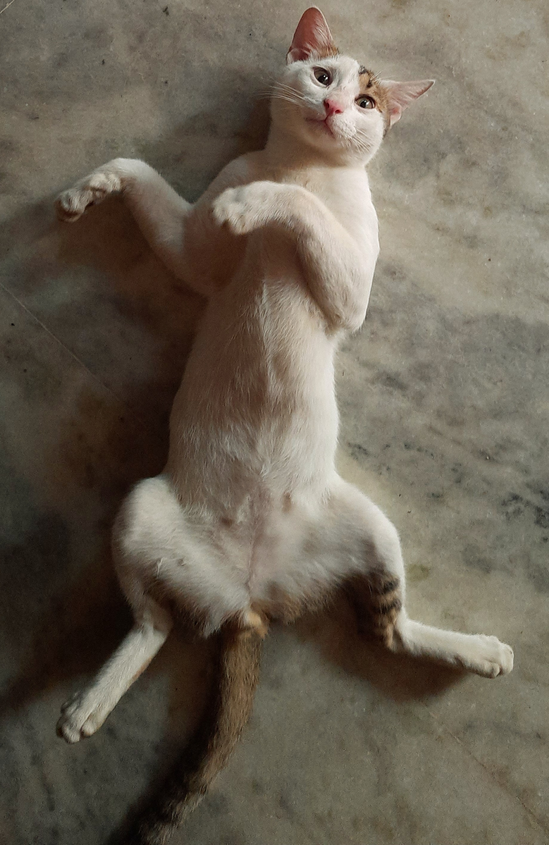 When You're Out of Ideas: Meet Shiro!