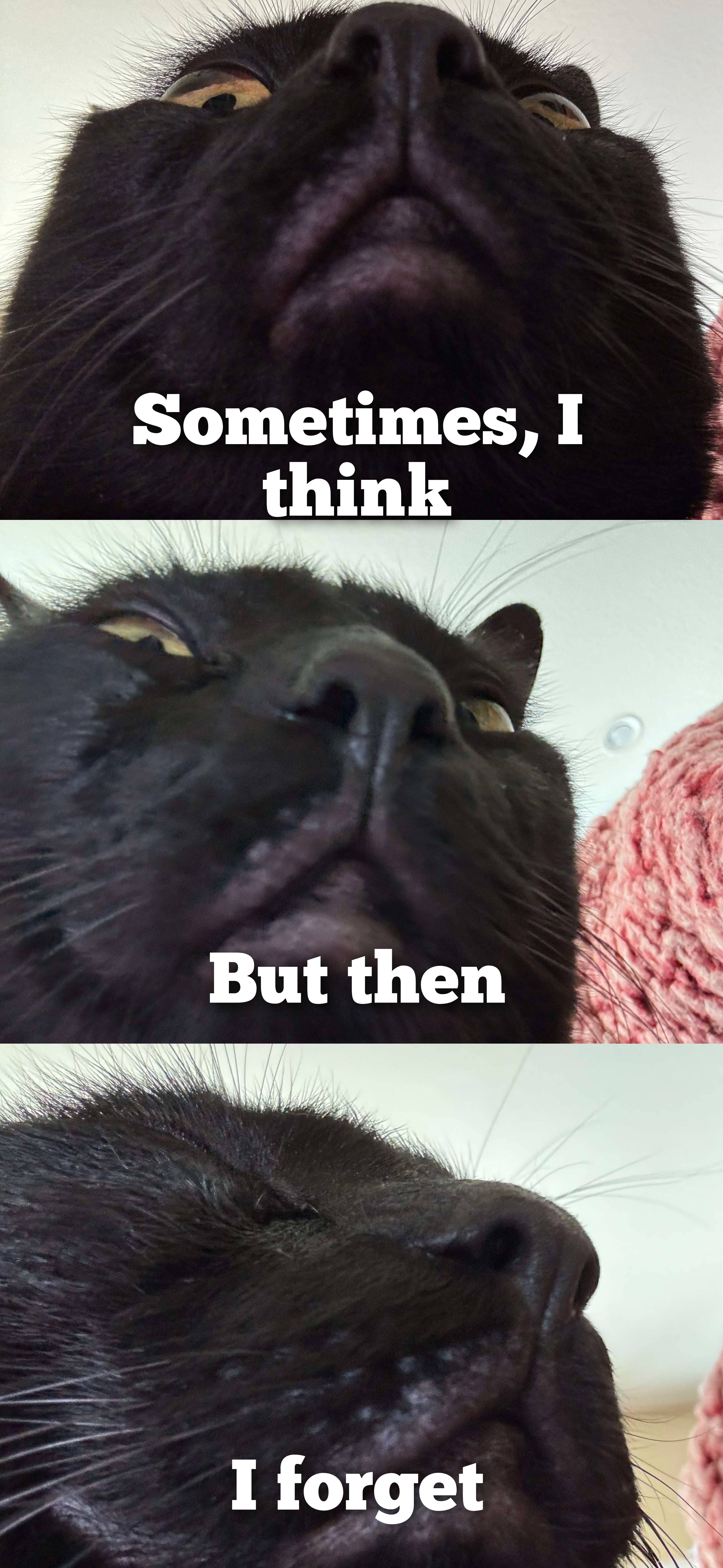 This Cat is Operating on 0% Brain Power: The Ultimate Chill Vibe