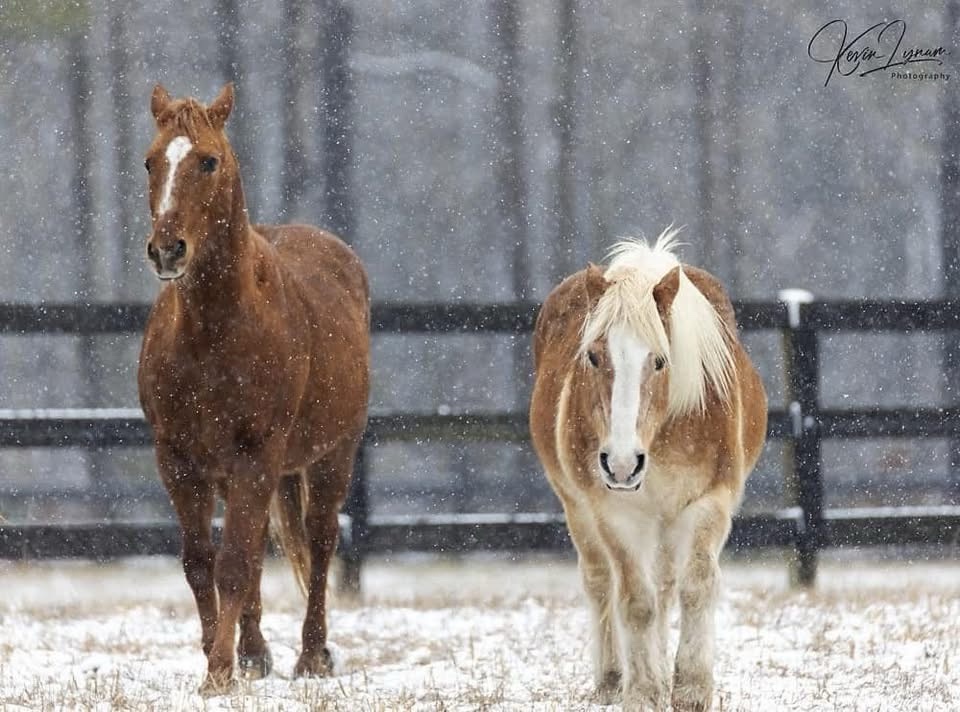 Majestic Horses: Nature's Graceful Giants