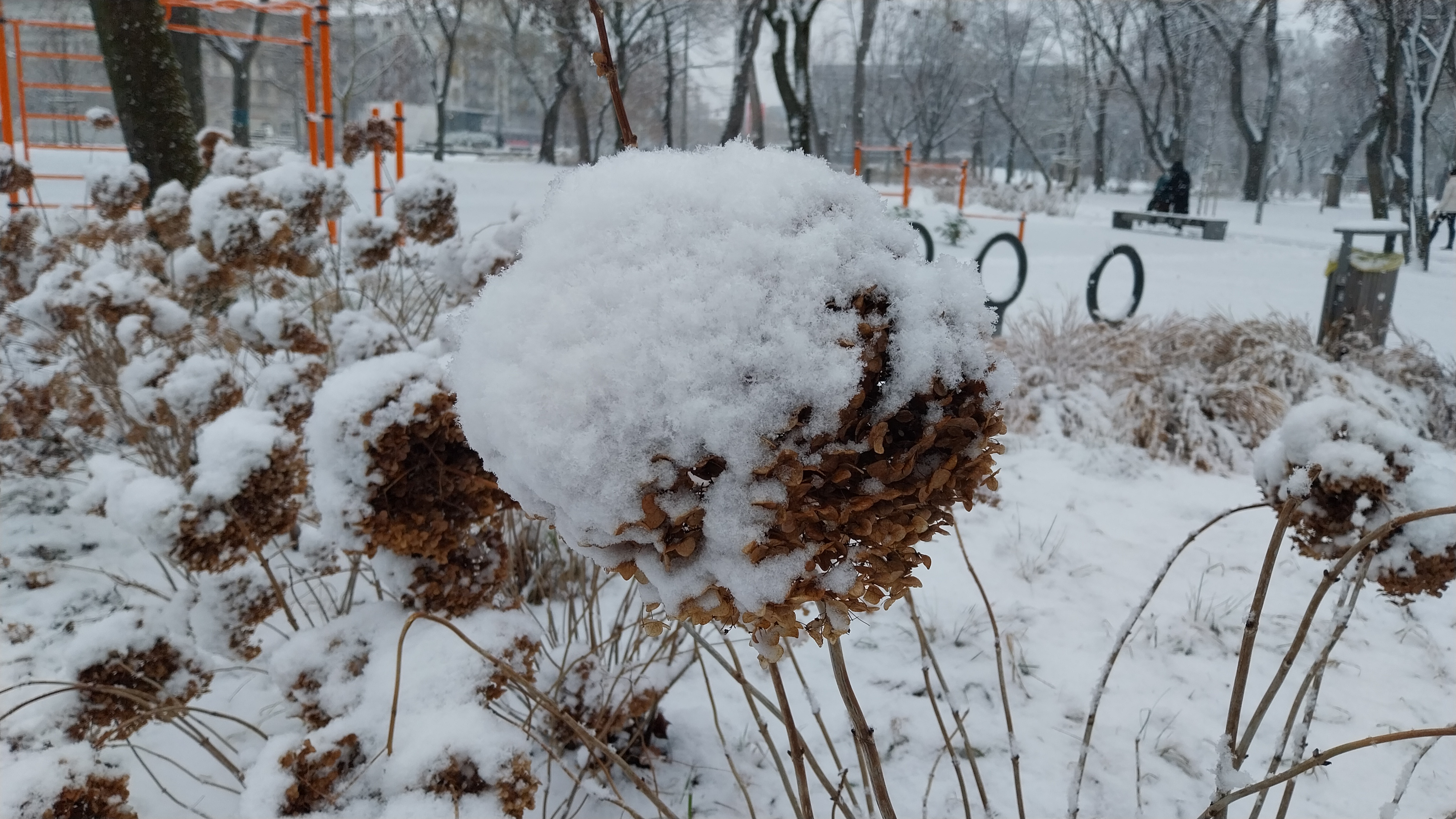 A winter wonderland: Snow-covered hydrangeas in the park