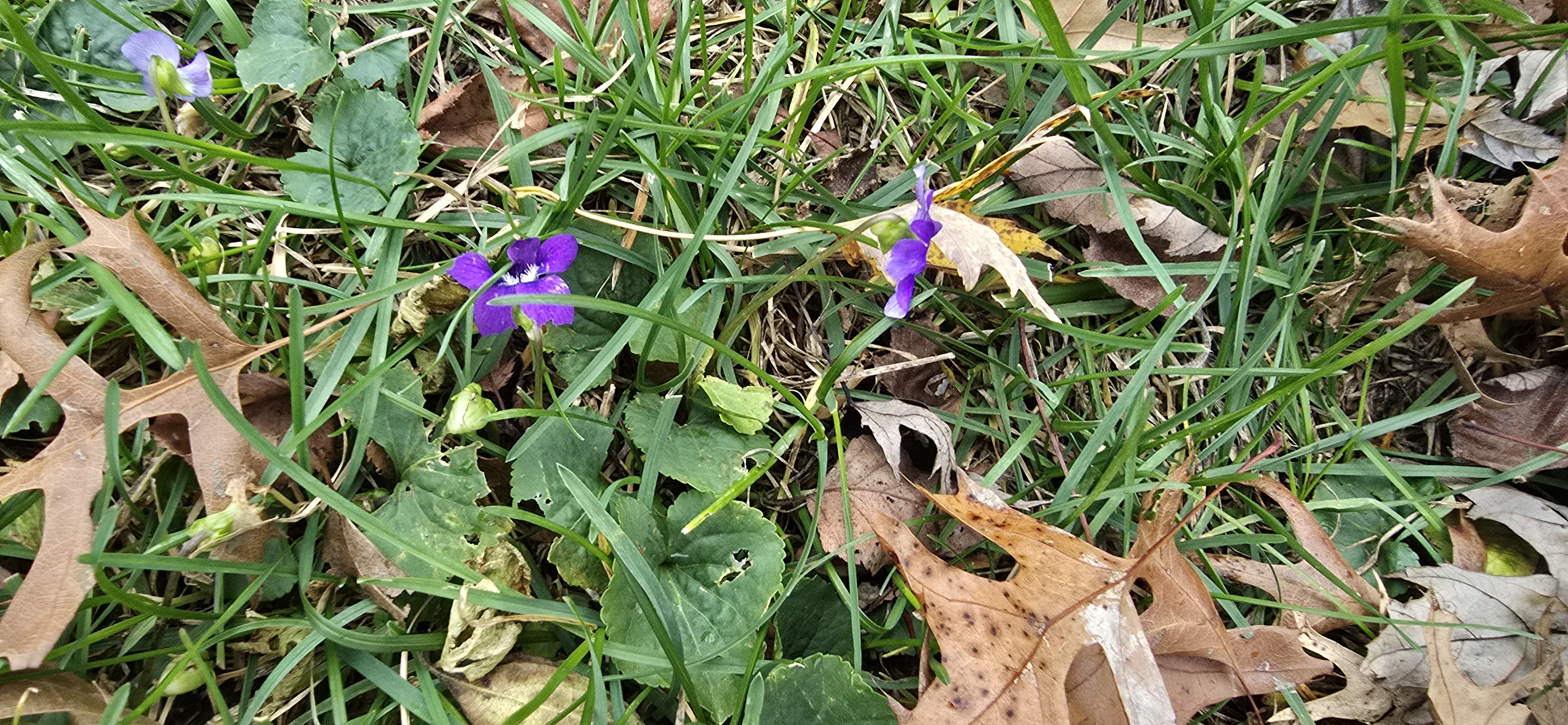 When Flowers Are Just as Confused as You Are