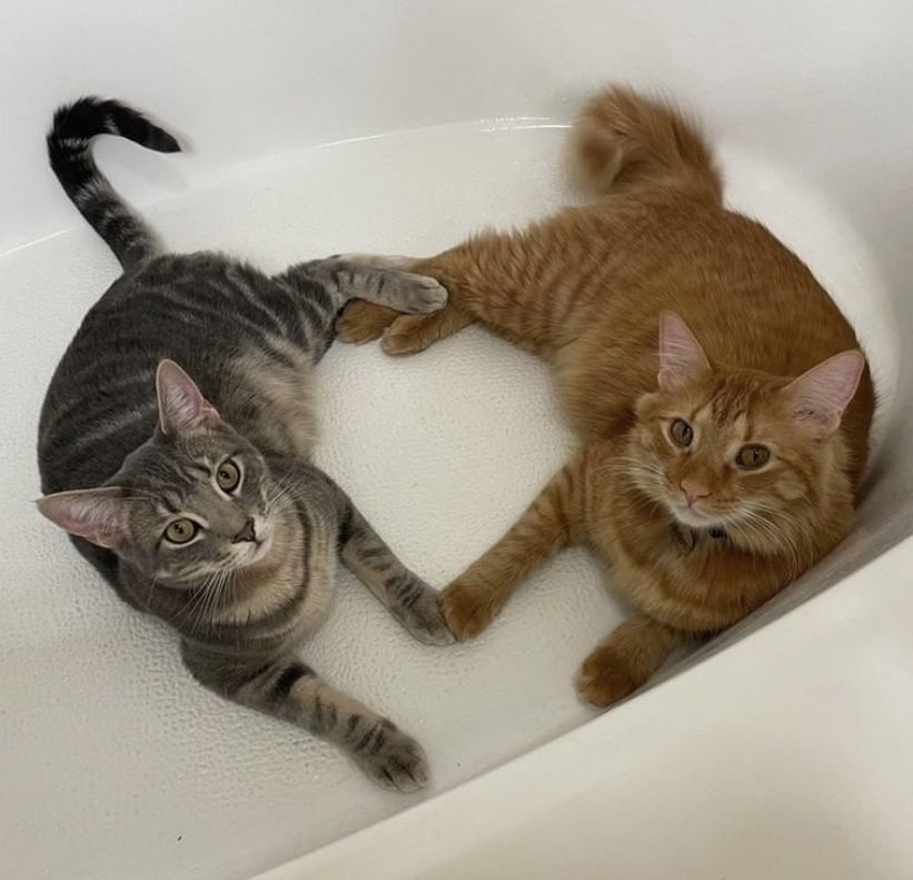 Dude, relax in the bathtub