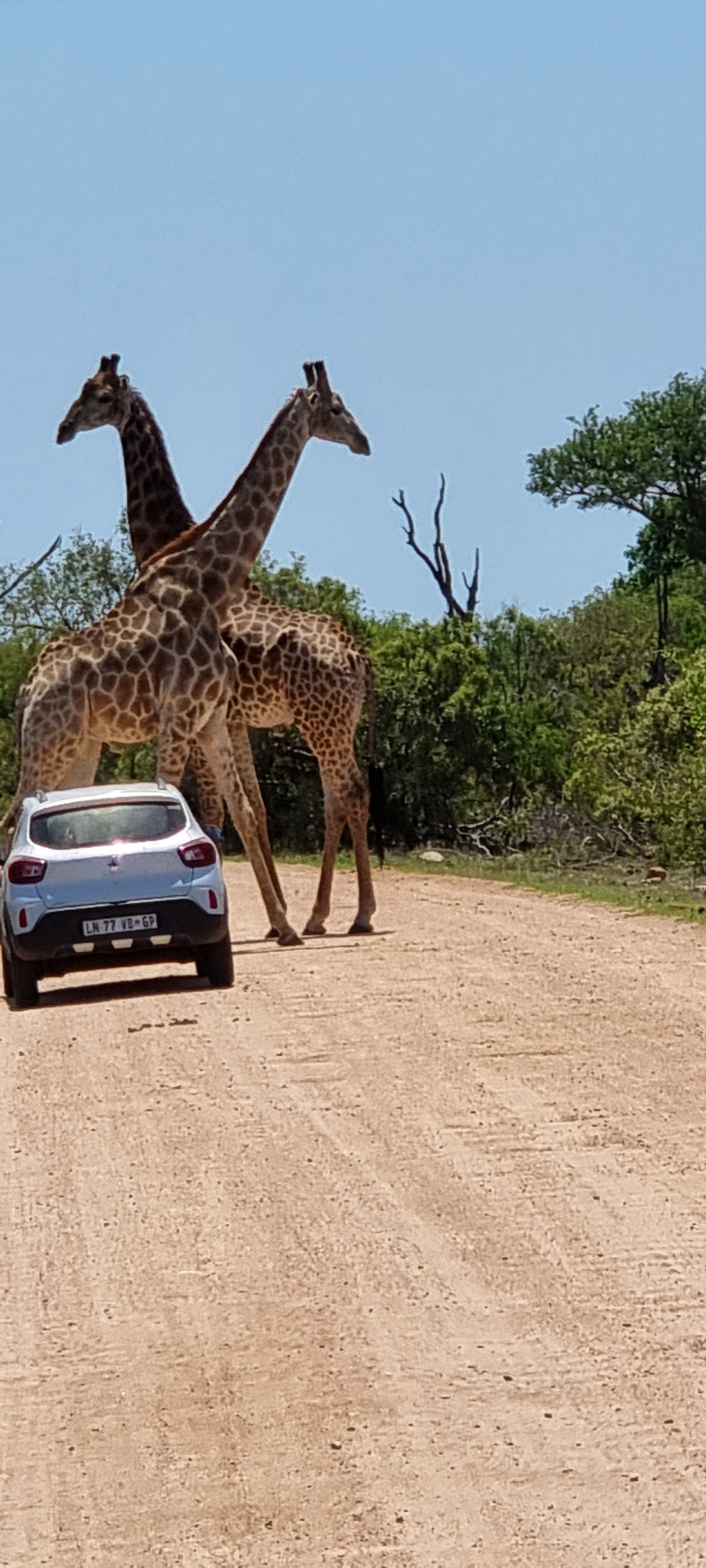 More Amazing Moments from Kruger National Park