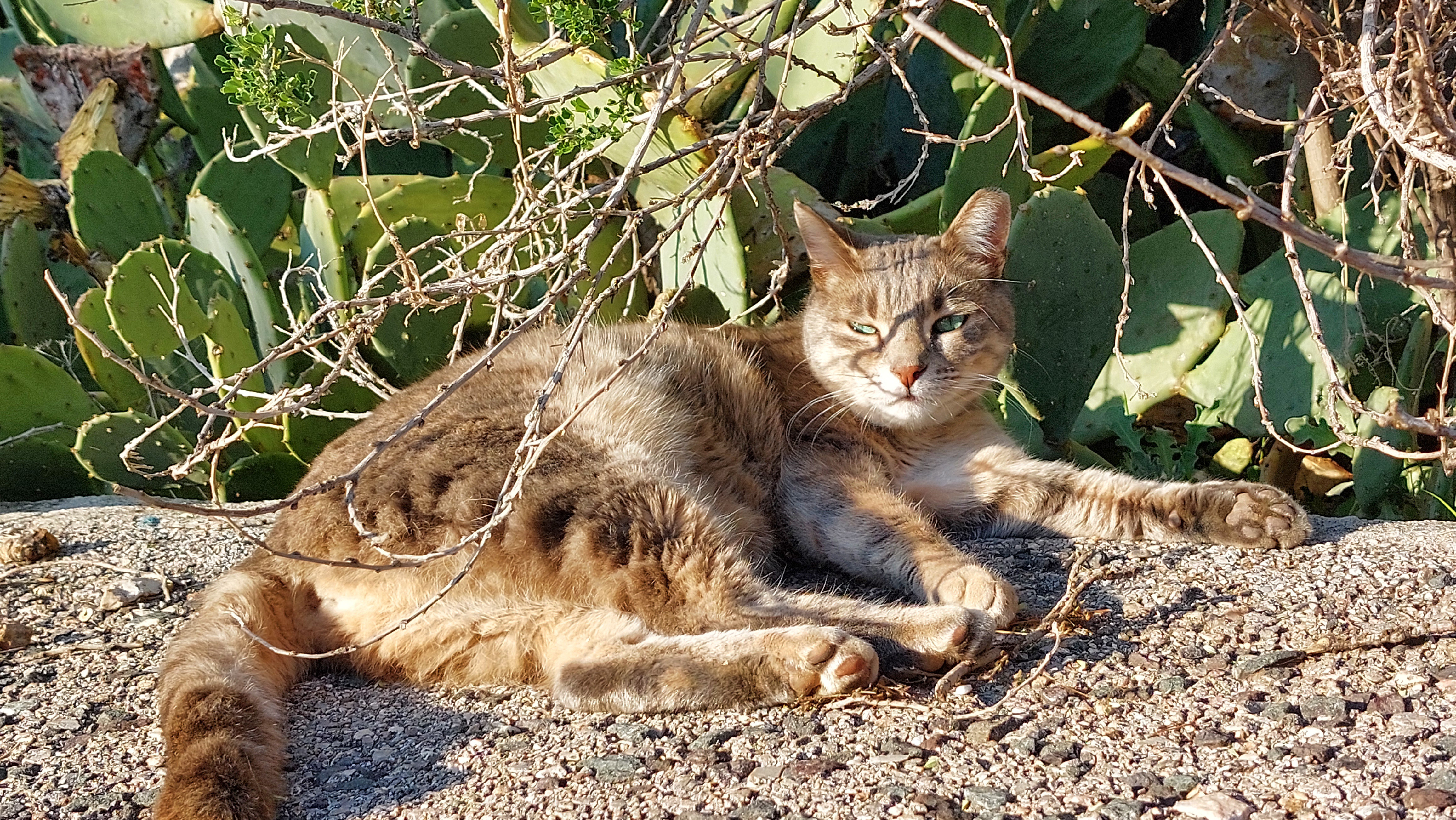 Just a cat being a cat.