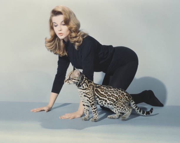 Ann Margret Striking a Pose with an Ocelot in a Classic Promo for 'Kitten with a Whip' (1964)