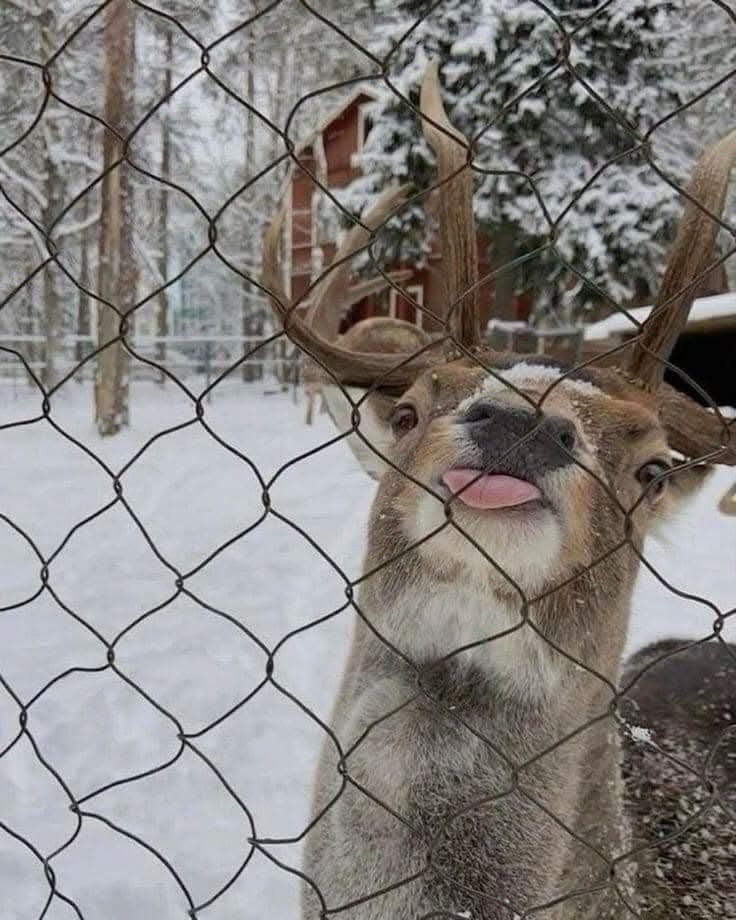The Adorable Mlem Moment