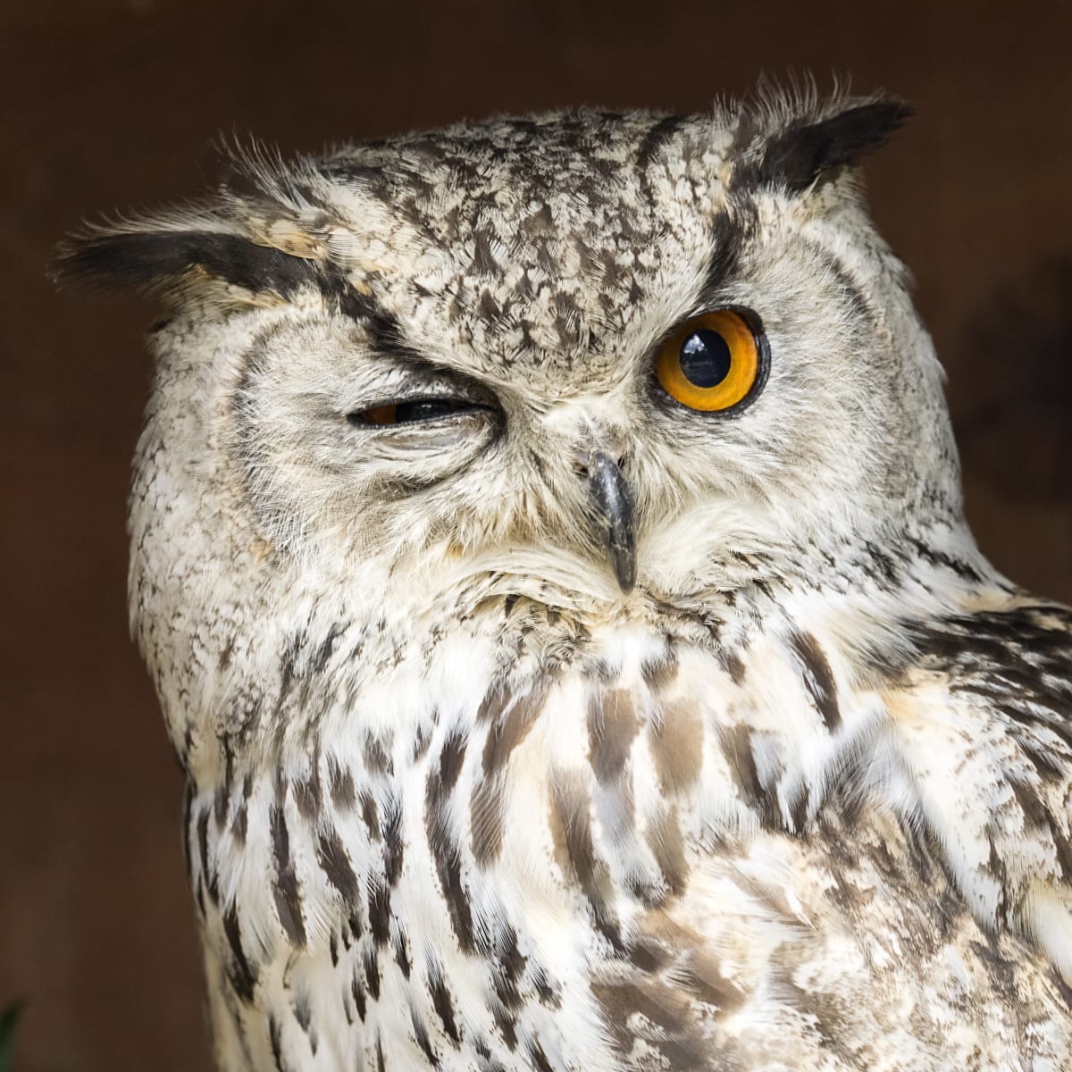 Meet the One and Only Superb Owl!