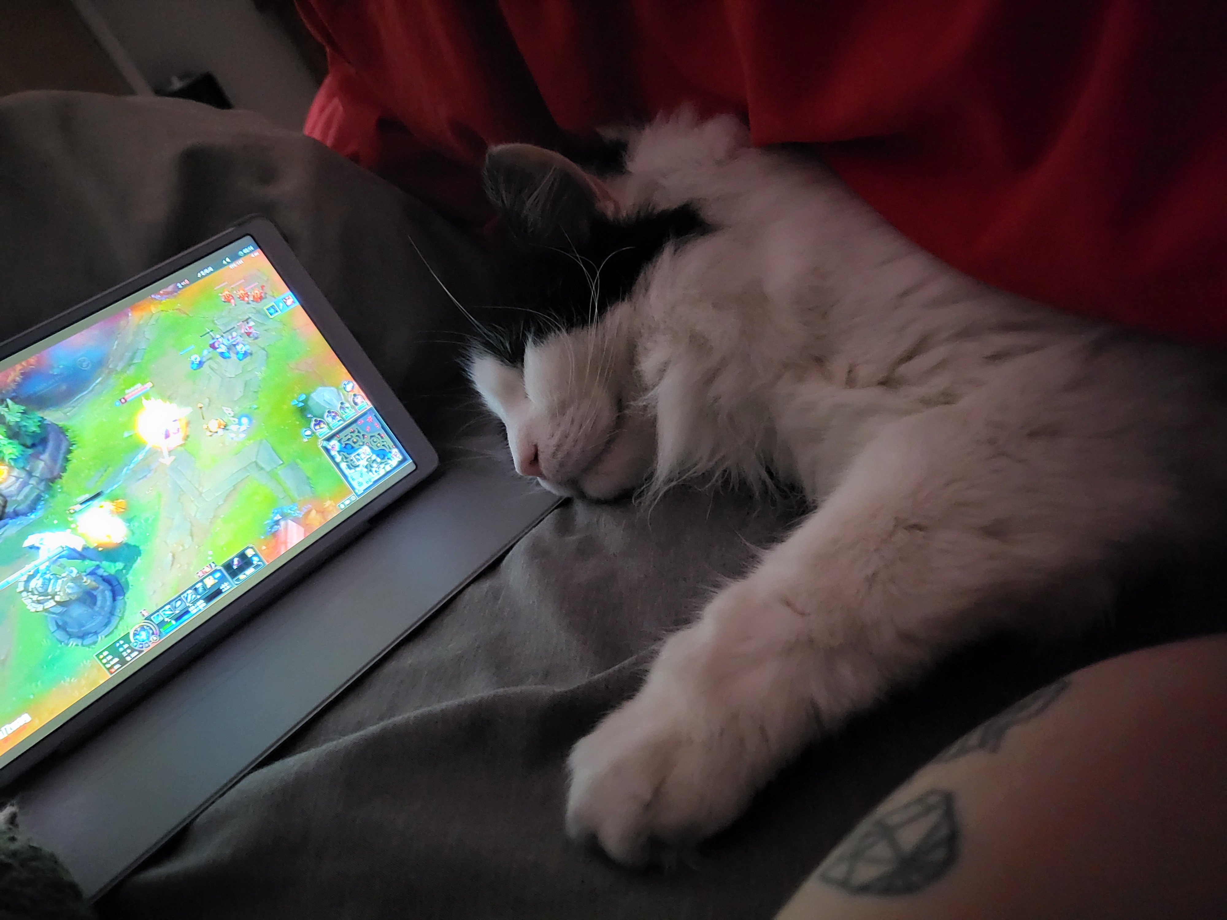 Loki Catching Z's for Both of Us