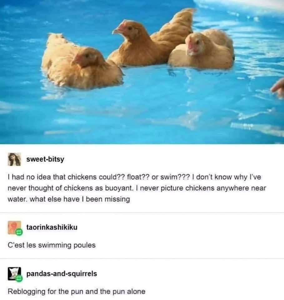 The Hilarious Adventures of a Swimming Chicken