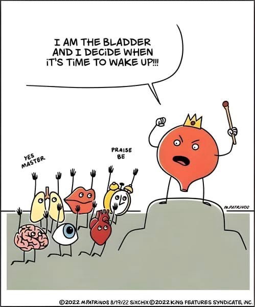 Bow Down to the Bladder: The True Ruler of Comfort