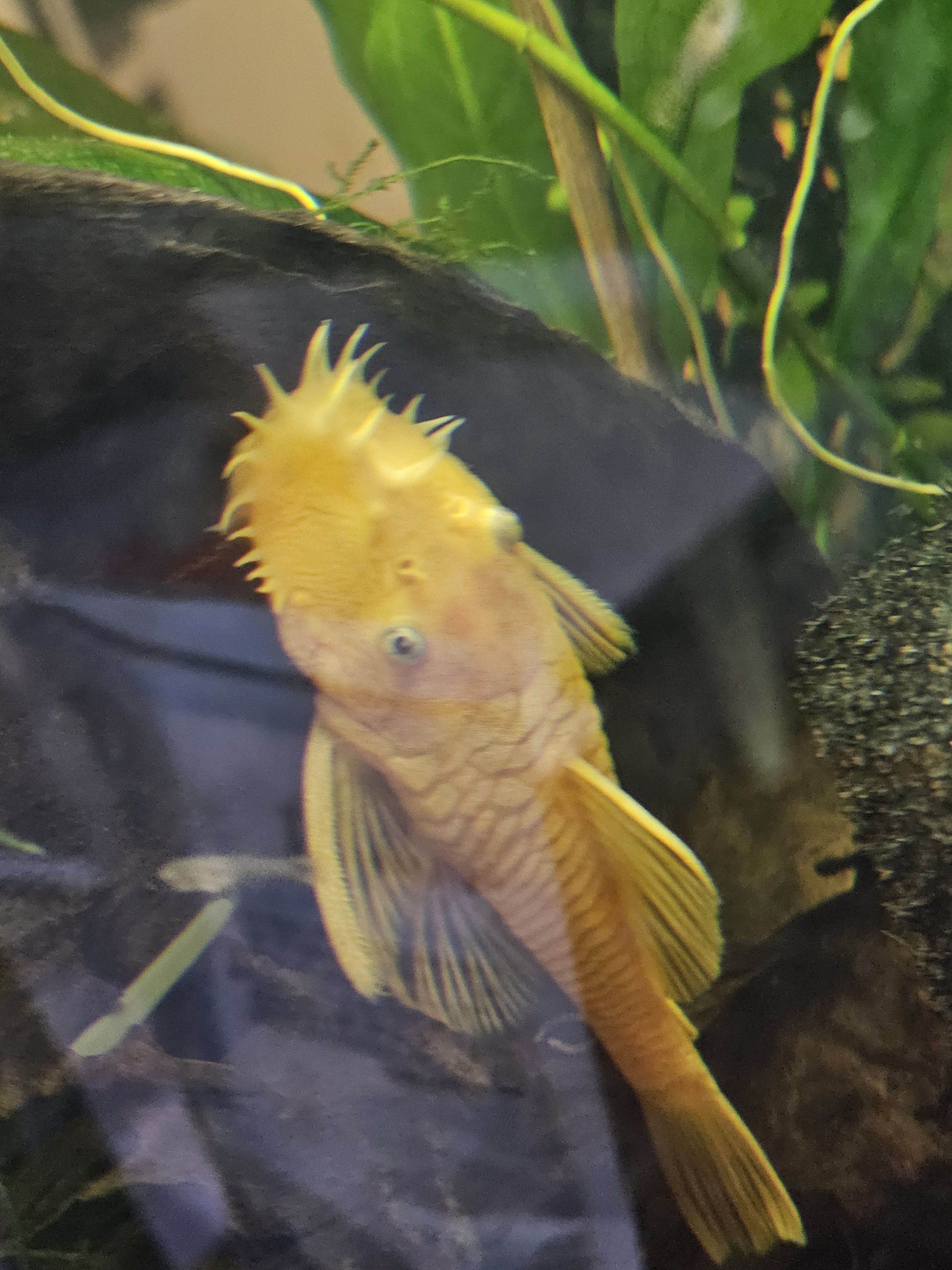 Meet the Handsome Male Bristlenose Pleco