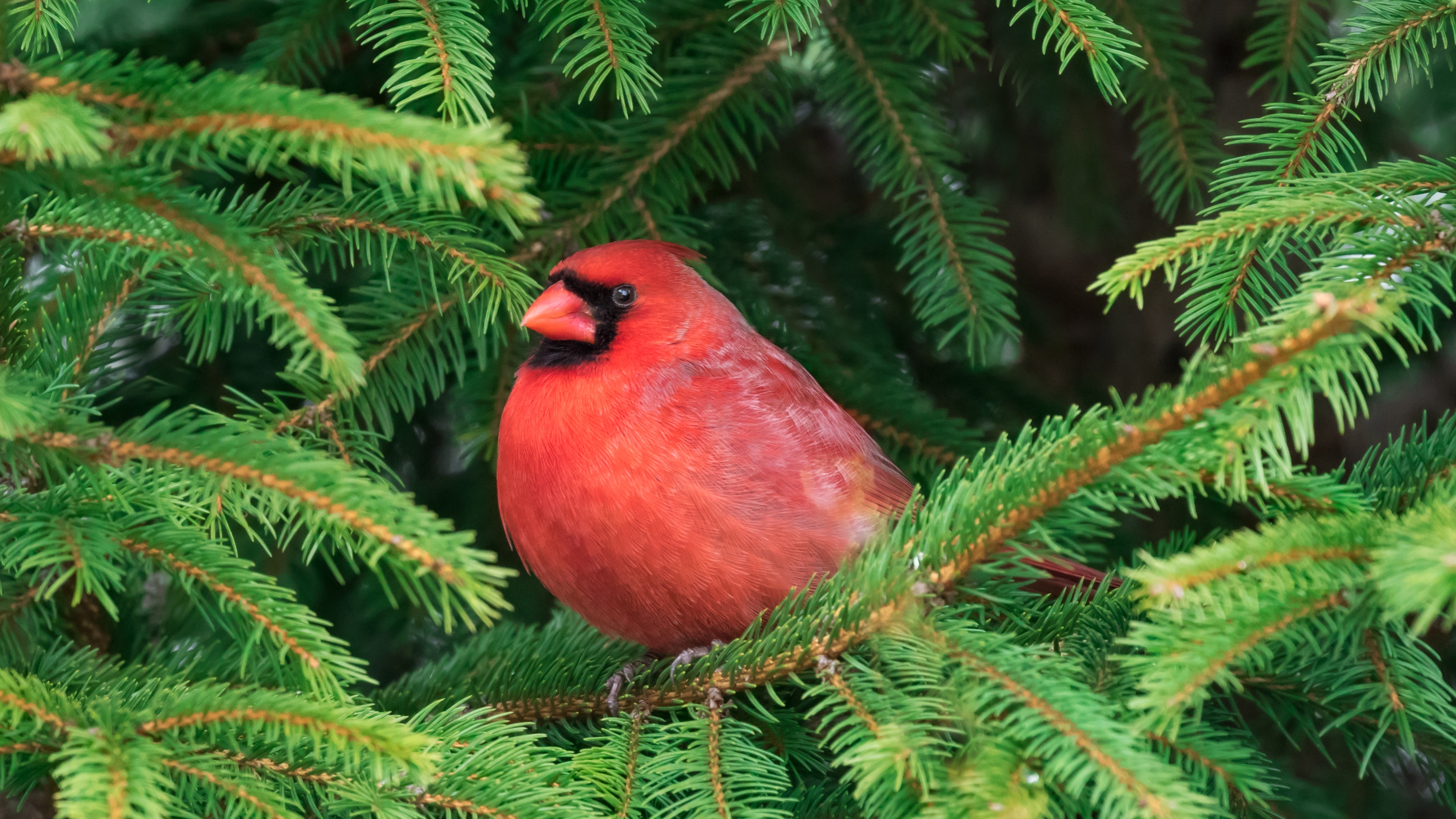 A Tiny Bird's Adventure in the Big City