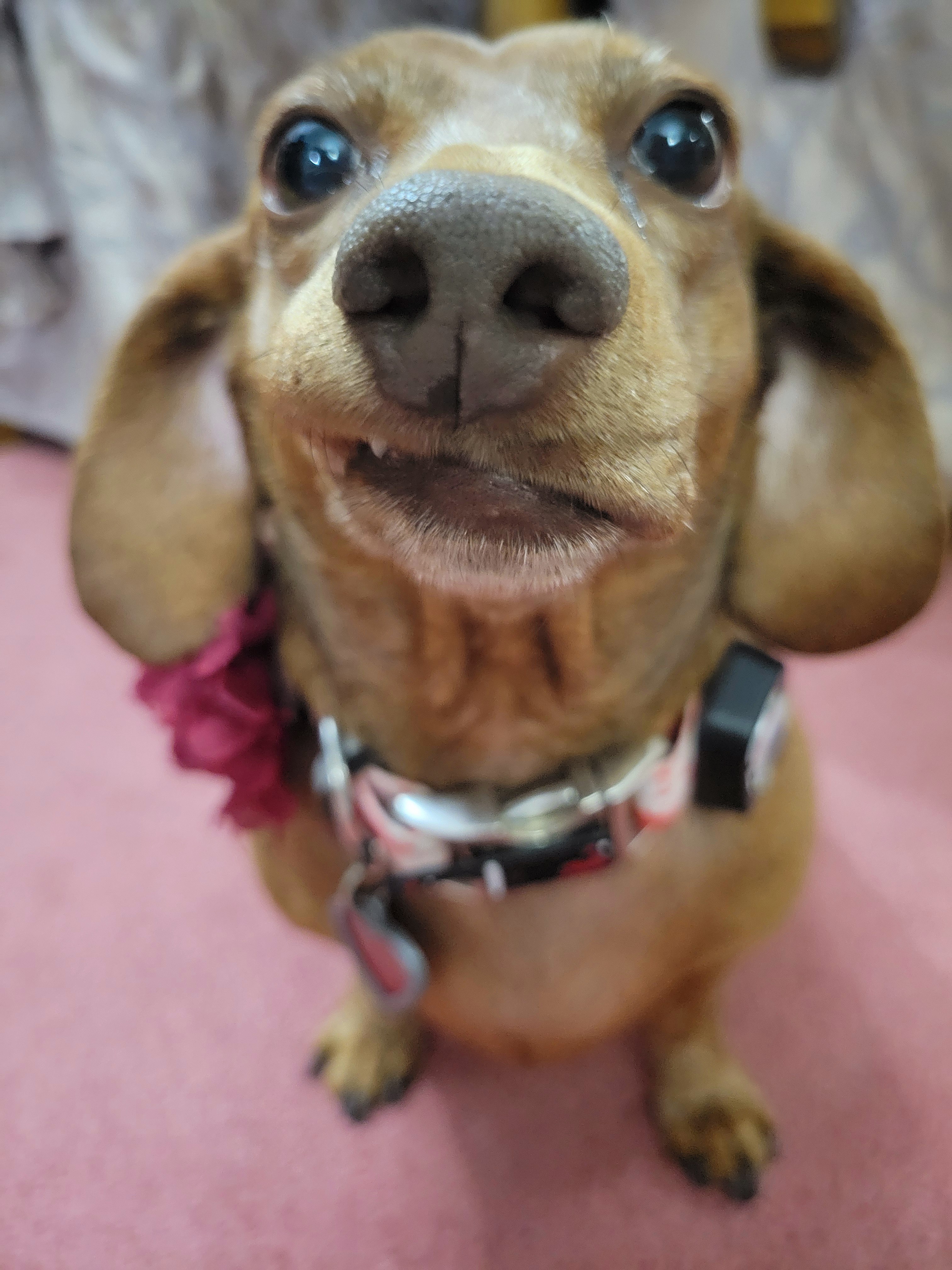 Meet My Adorable Pup, Tiger Lilly #681