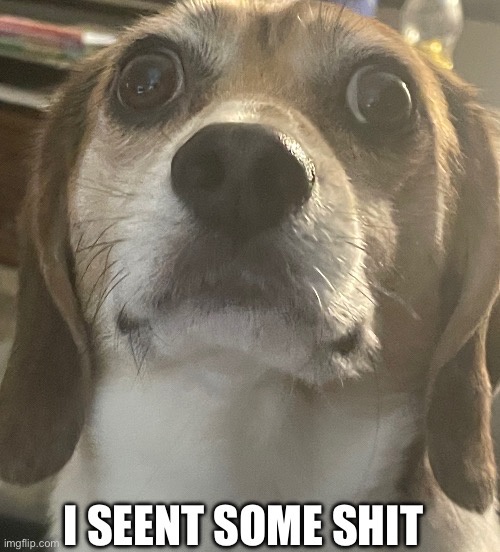 My Dog Just Had a Nam Flashback and It's Hilarious!